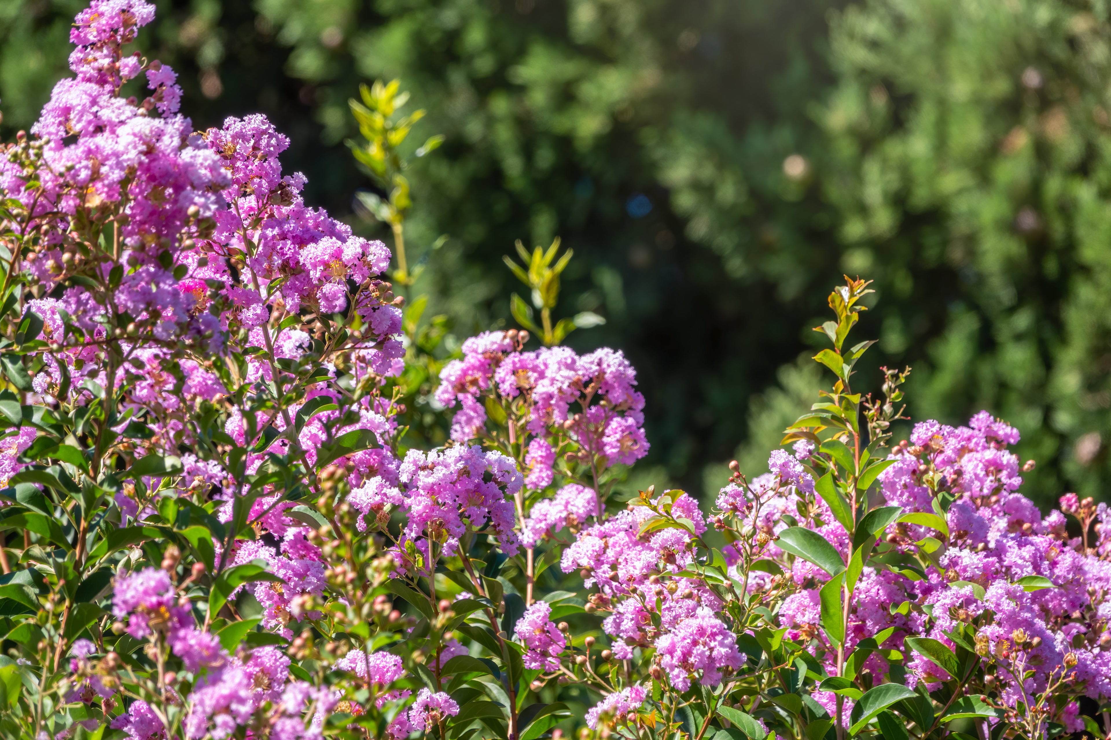 35 LILAC Light Purple CREPE MYRTLE Lagerstroemia Indica Flowering Shrub Bush Small Tree Seeds