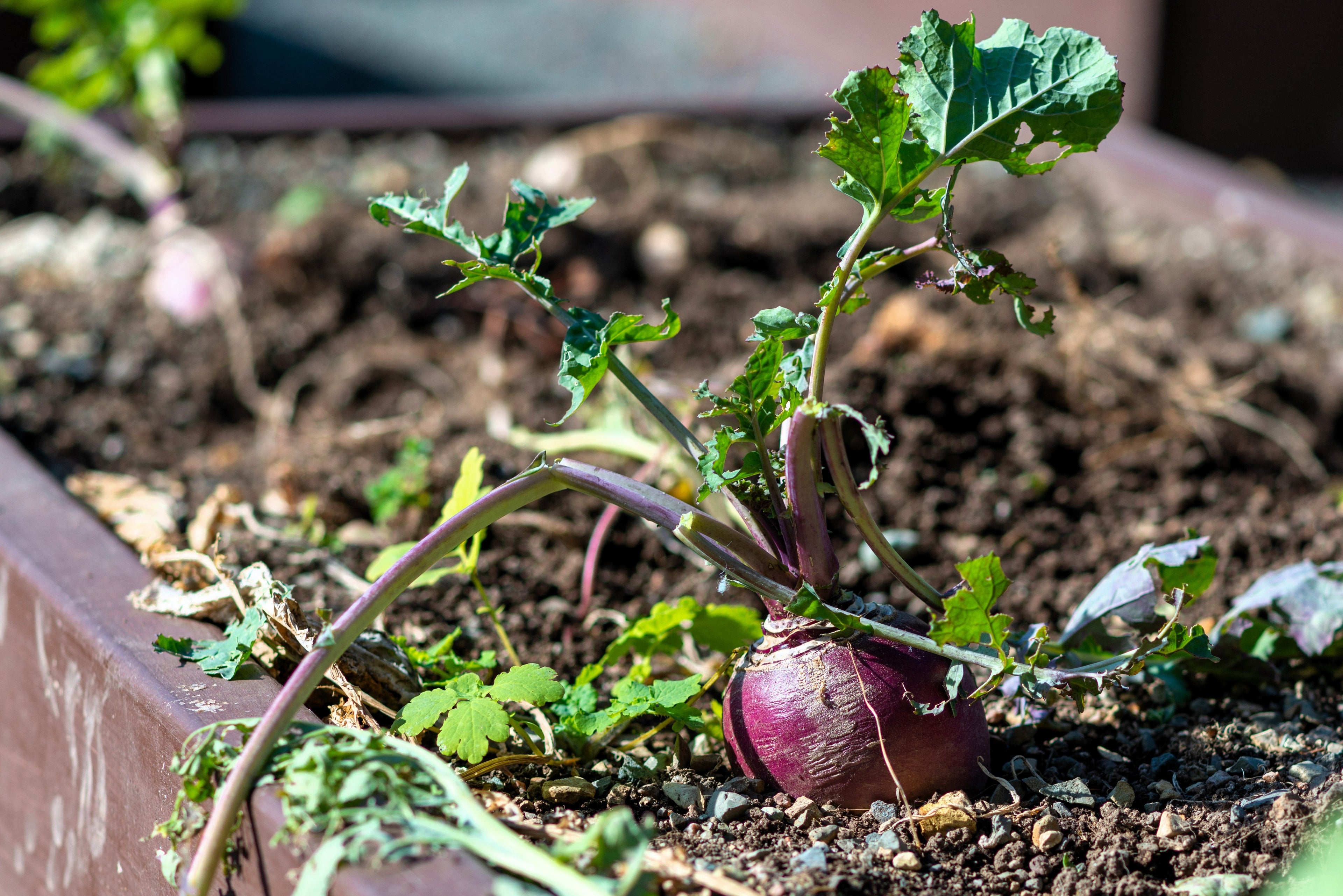 1500 American PURPLE TOP RUTABAGA Brassica Napus Root Vegetable & Greens Seeds