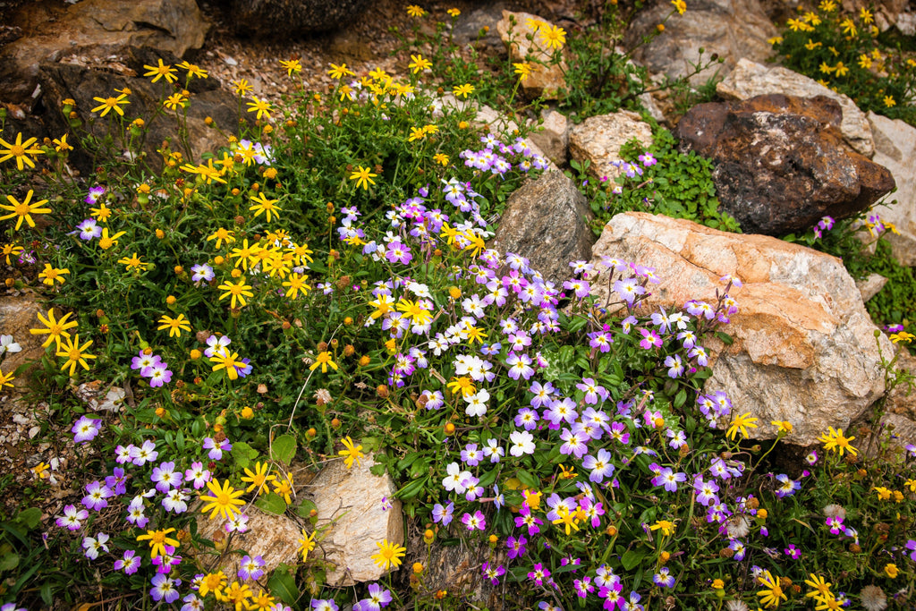 4000 VIRGINIA STOCK Malcolmia Maritima Flower Seeds