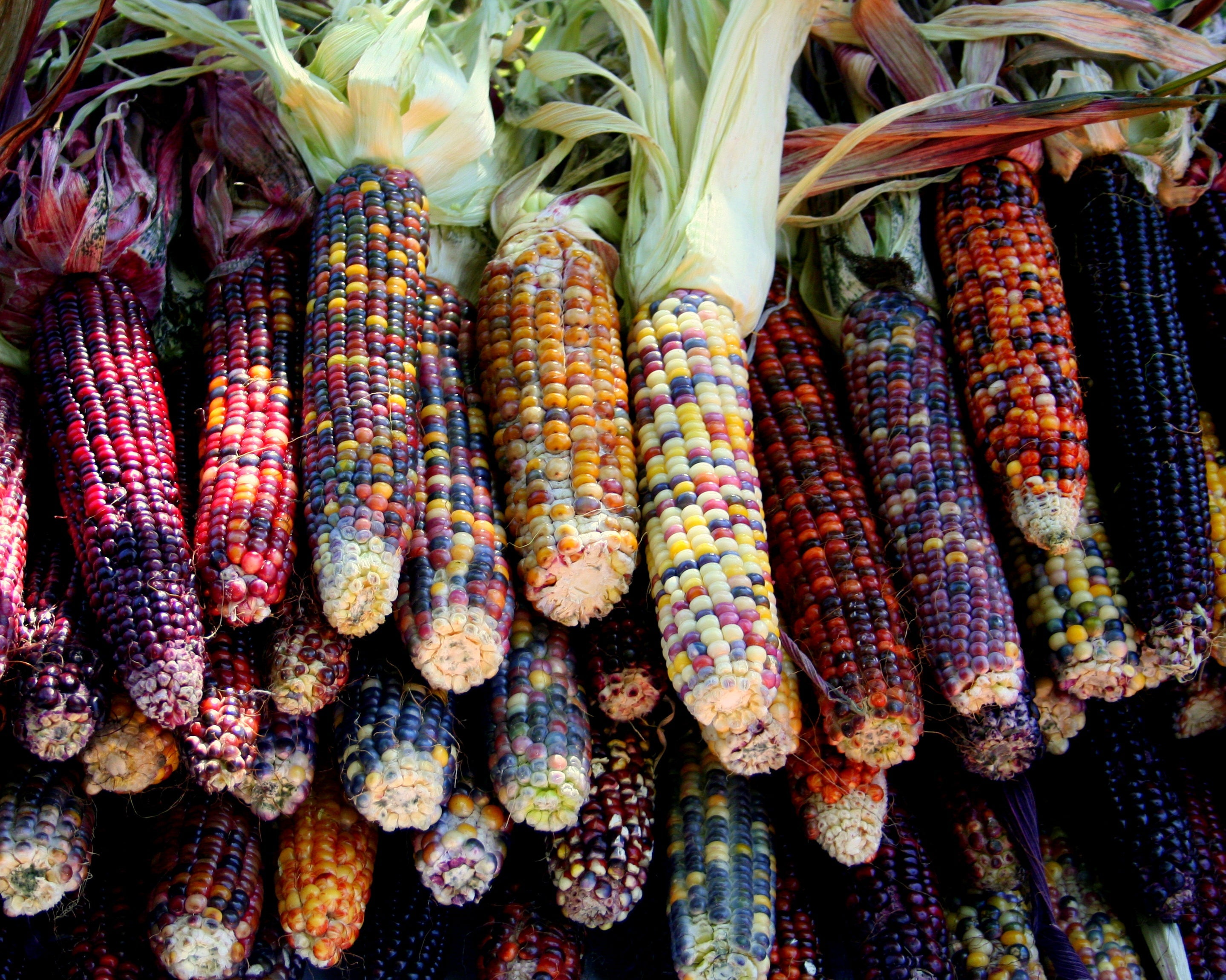 100 Ornamental INDIAN CORN WAMPUM Mixed Colors Zea Mays Vegetable Seeds