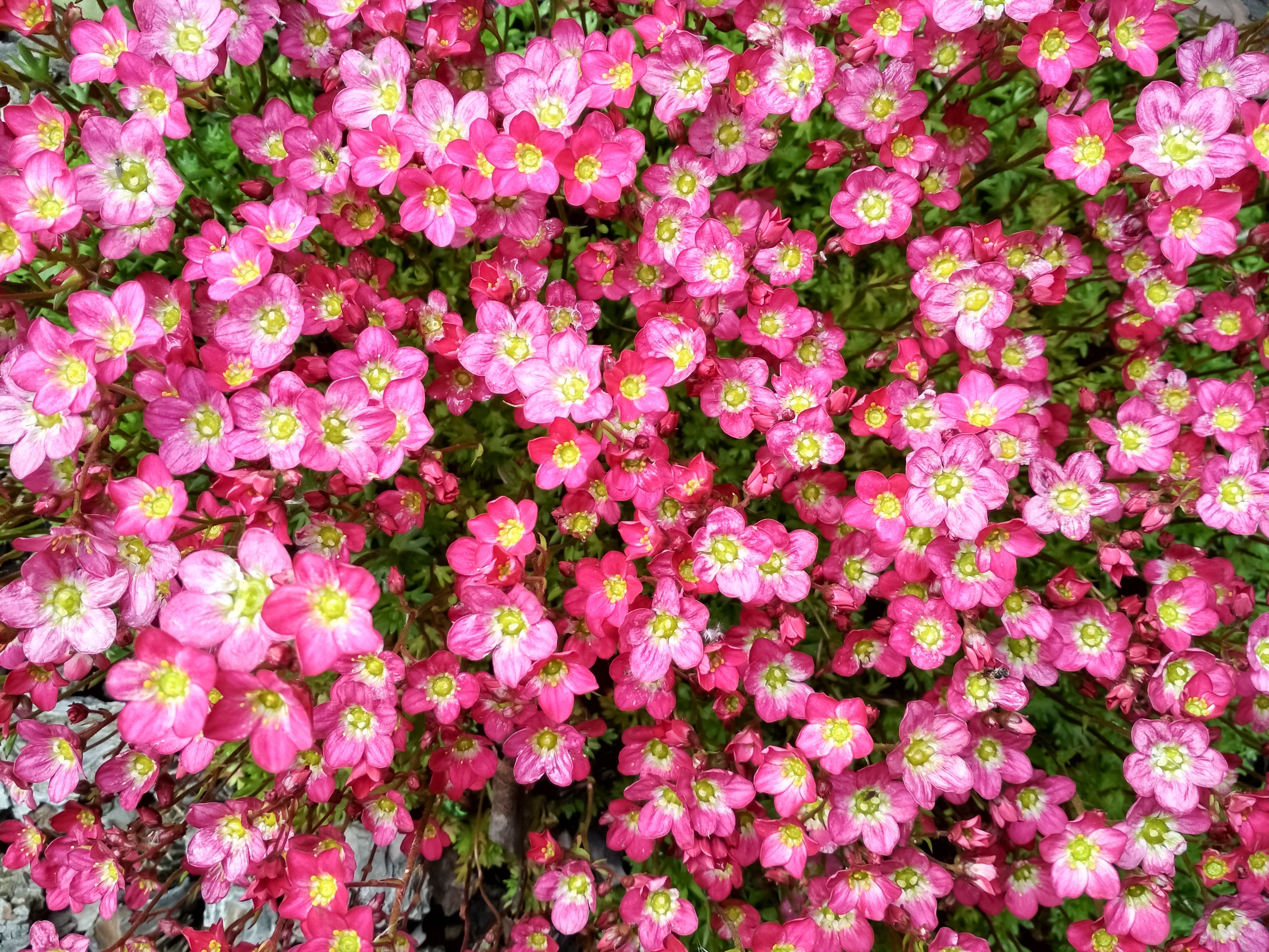 50 FLORAL CARPET SAXIFRAGA Arendsii Rose Pink Mossy Rockfoil Evergreen Flower Seeds