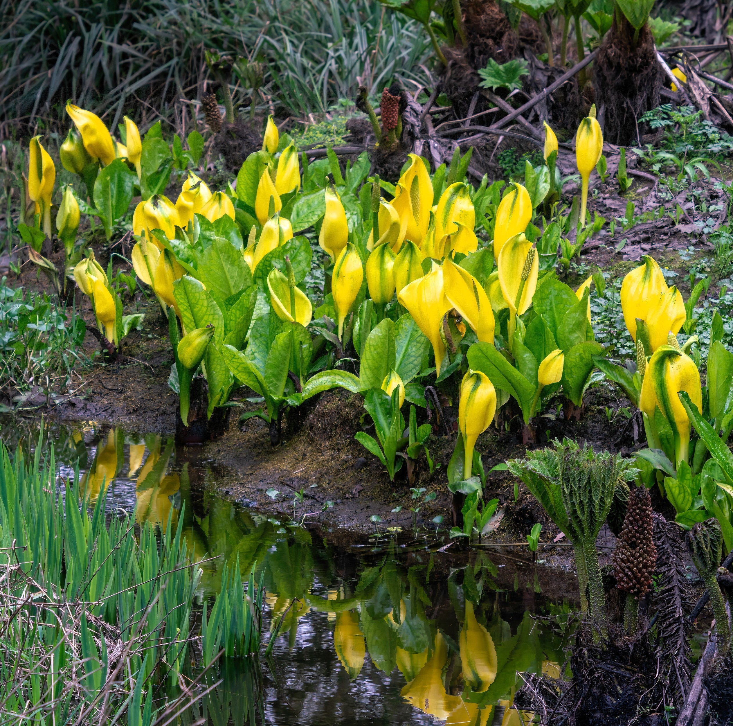 10 Yellow SWAMP LANTERN Moist Lysichiton Americanus Skunk Cabbage Flower Seeds