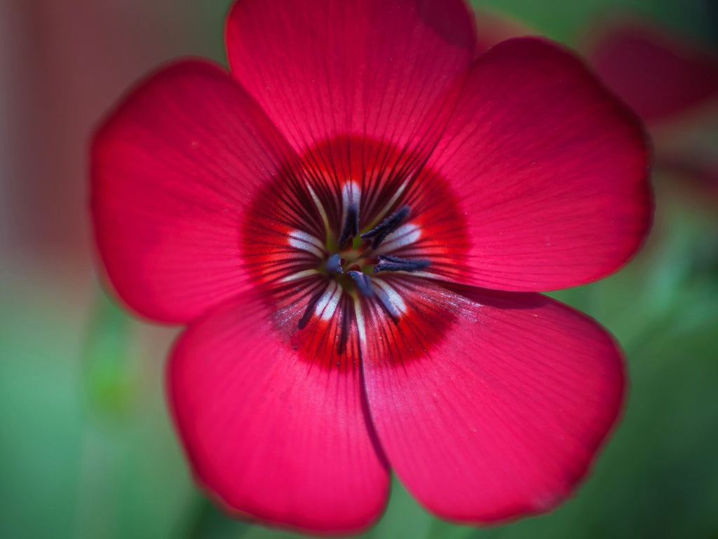 500 Red SCARLET FLAX Linum Grandiflorum Rubrum Flower Seeds