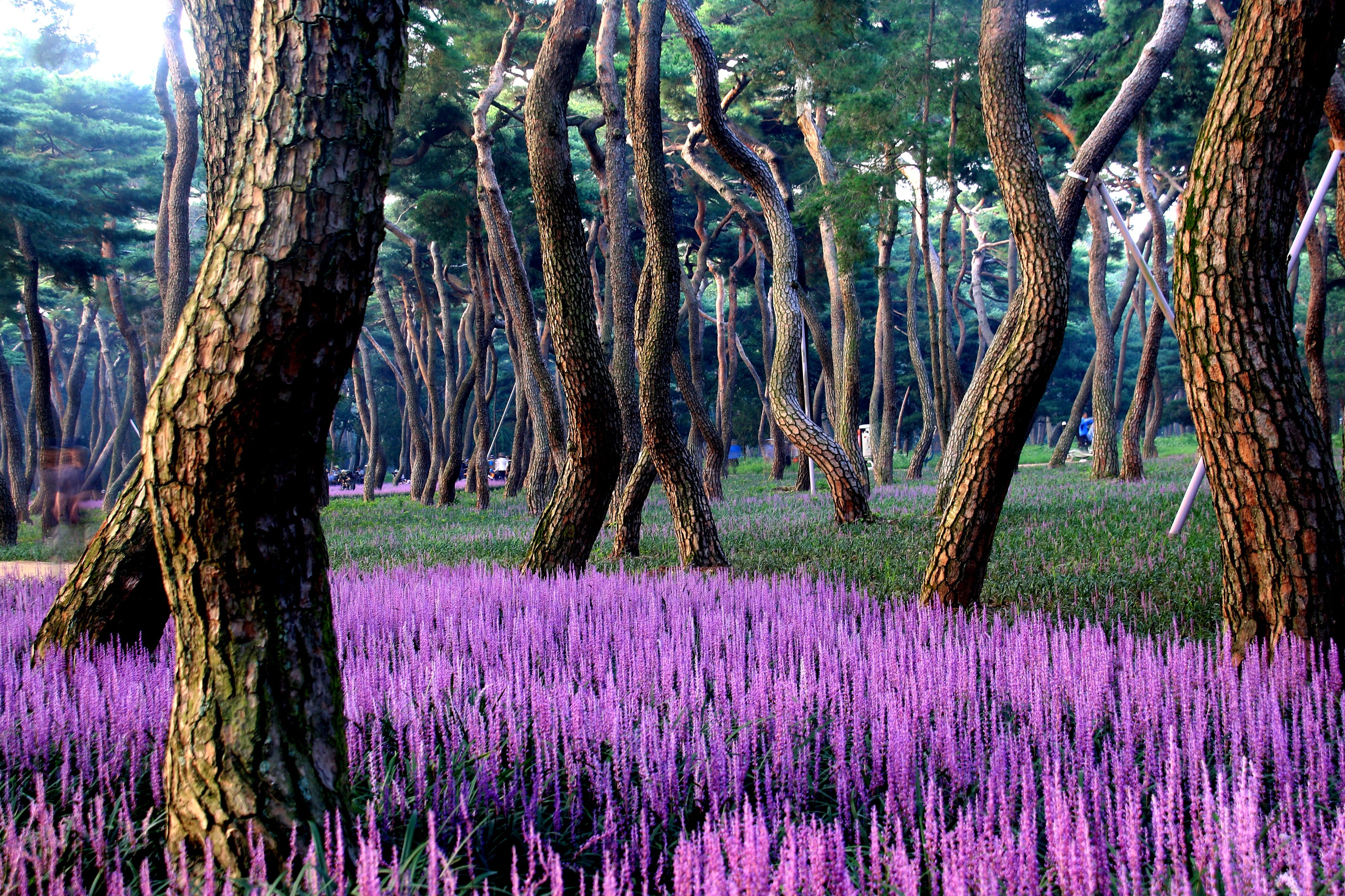 5 LILYTURF Liriope Muscari aka Big Blue Lily Turf / Monkey Grass Flower Seeds