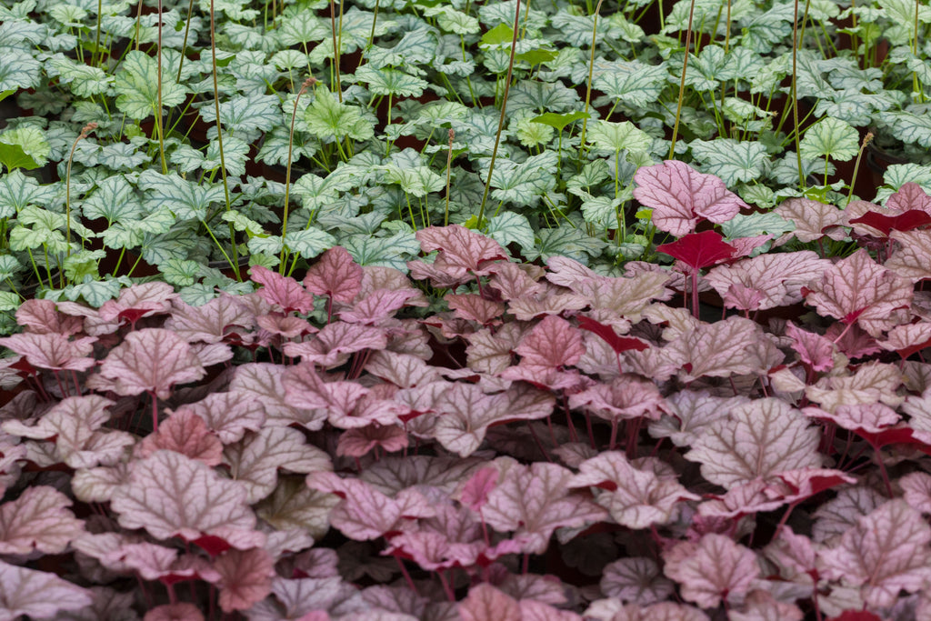 50 Palace Purple HEUCHERA / CORAL BELLS Micrantha Flower Seeds