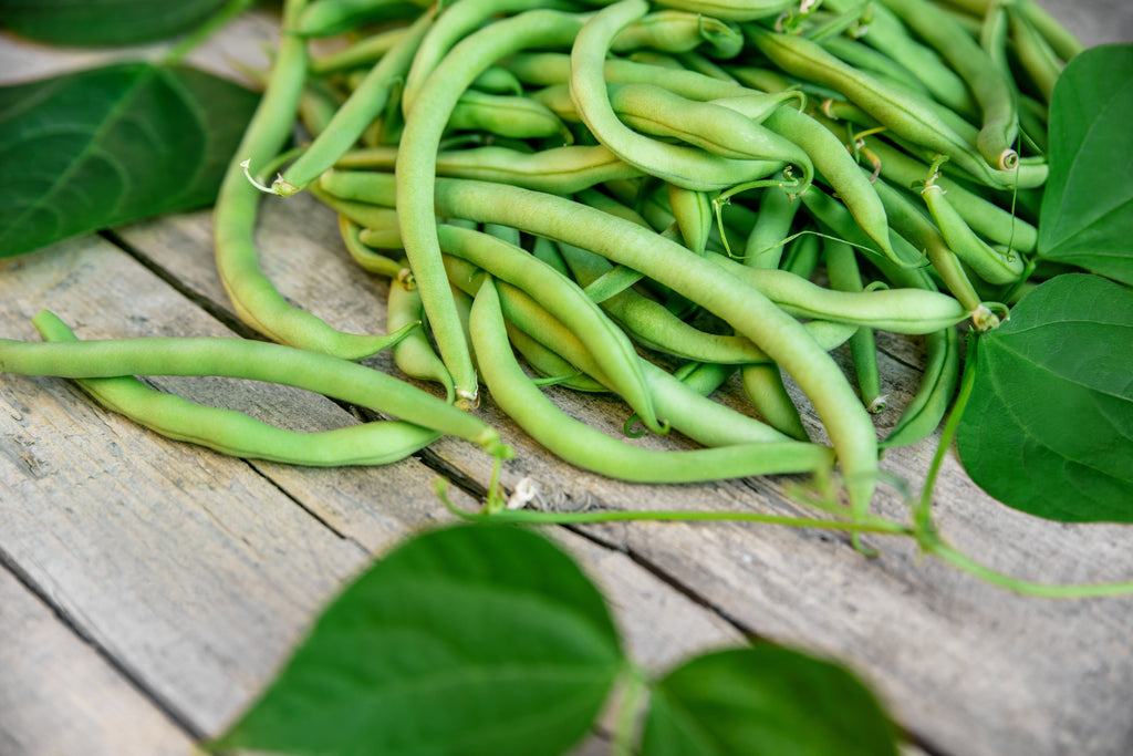 40 GREEN BEAN PROVIDER Phaseolus Vulgaris Vegetable Seeds