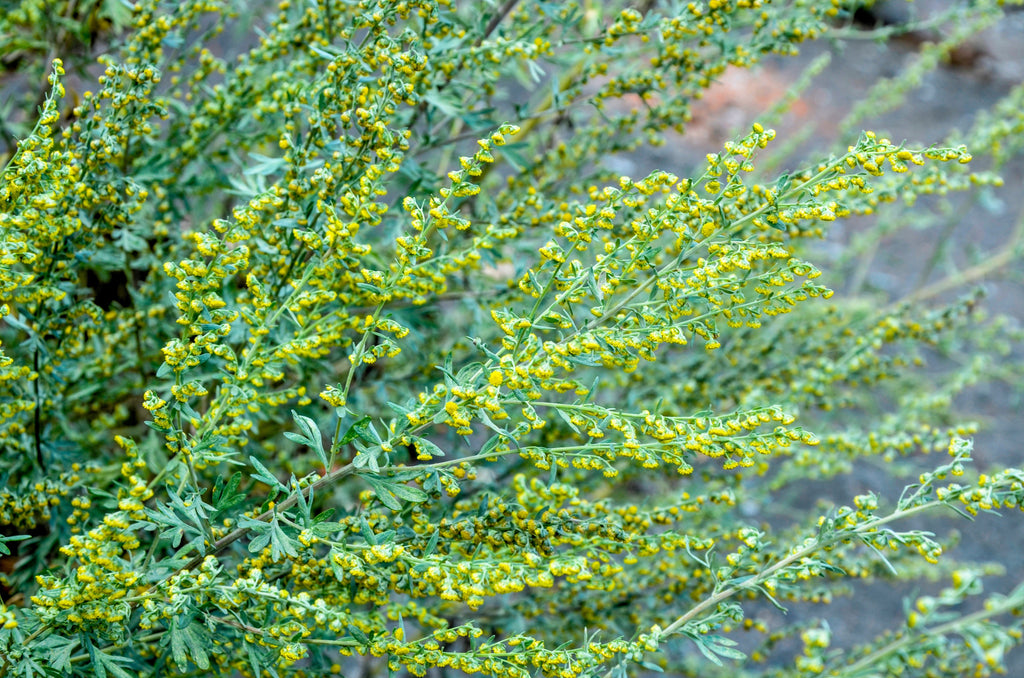 500 ABSINTHE WORMWOOD Common Artemisia Absinthium Green Ginger Herb Flower Seeds