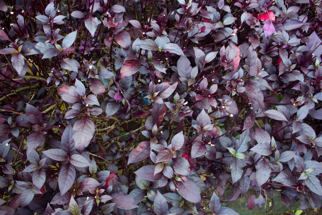 500 RED RUBIN BASIL Ocimum Basilicum Purpurascens Spicy Herb White & Lavender Flowers Seeds