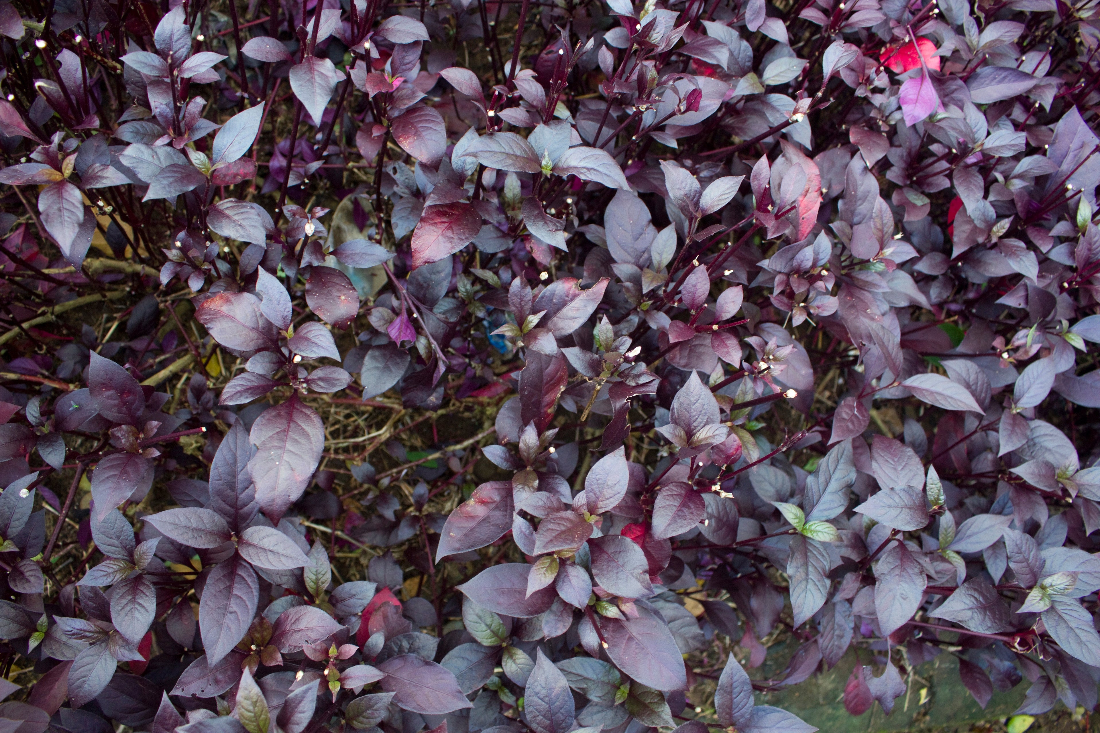 500 RED RUBIN BASIL Ocimum Basilicum Purpurascens Spicy Herb White & Lavender Flowers Seeds