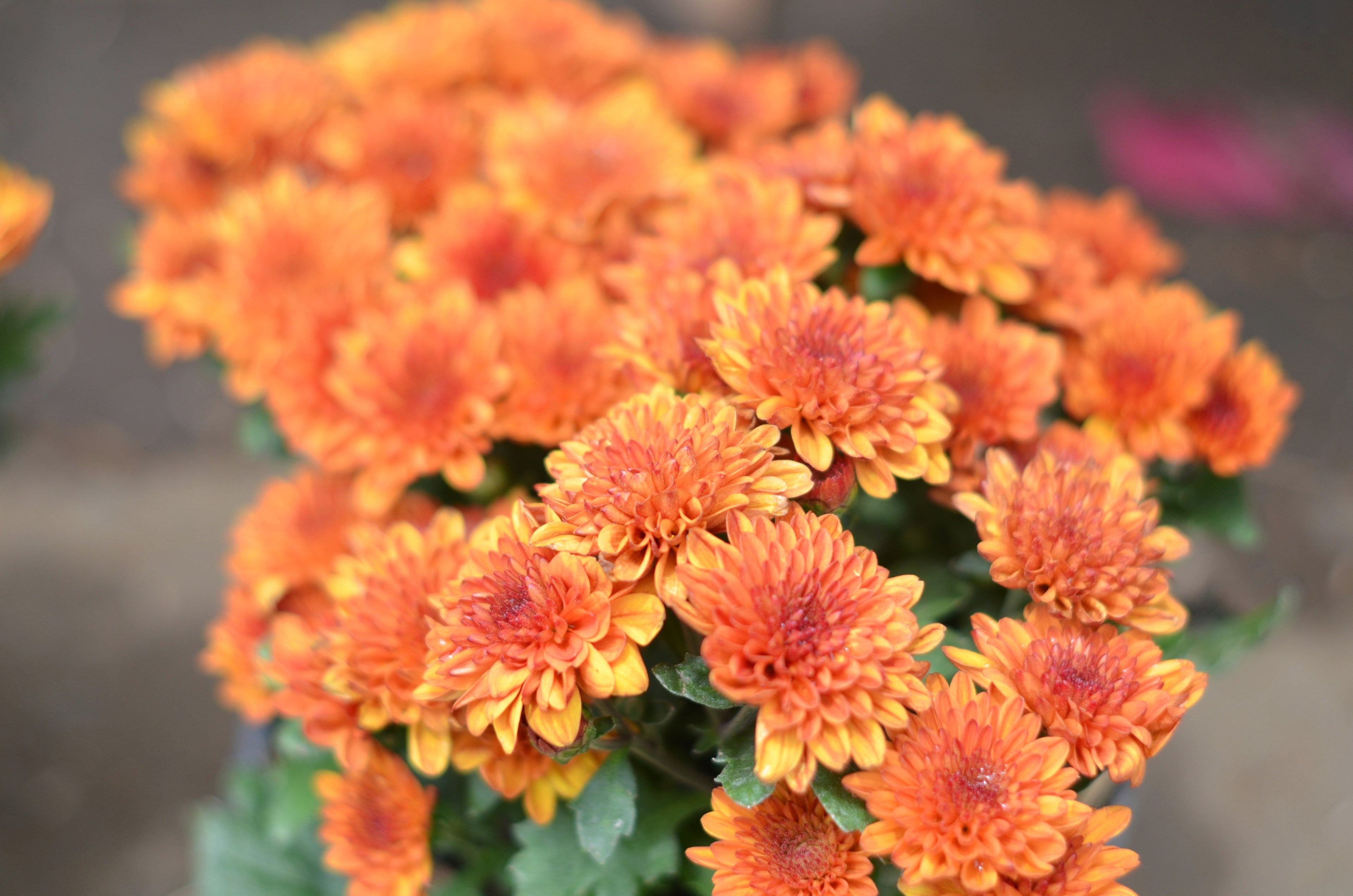 50 Mixed Colors INDIAN CHRYSANTHEMUM Indicum Hardy Mum Double Red Yellow Pink Orange Purple Bicolor Flower Seeds