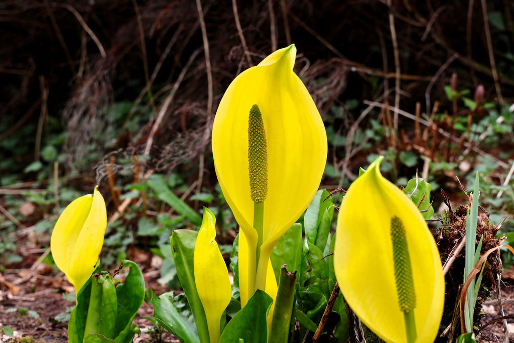 10 Yellow SWAMP LANTERN Moist Lysichiton Americanus Skunk Cabbage Flower Seeds