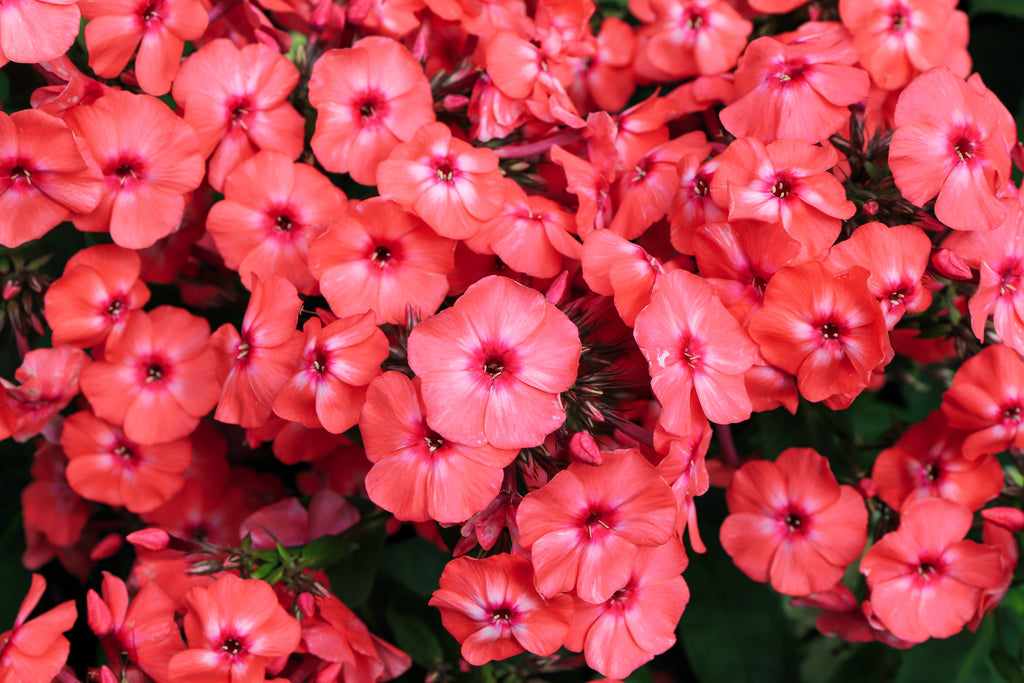10 TALL GARDEN PHLOX Paniculata Mixed Colors 'New Hybrids Mix' Flower Seeds