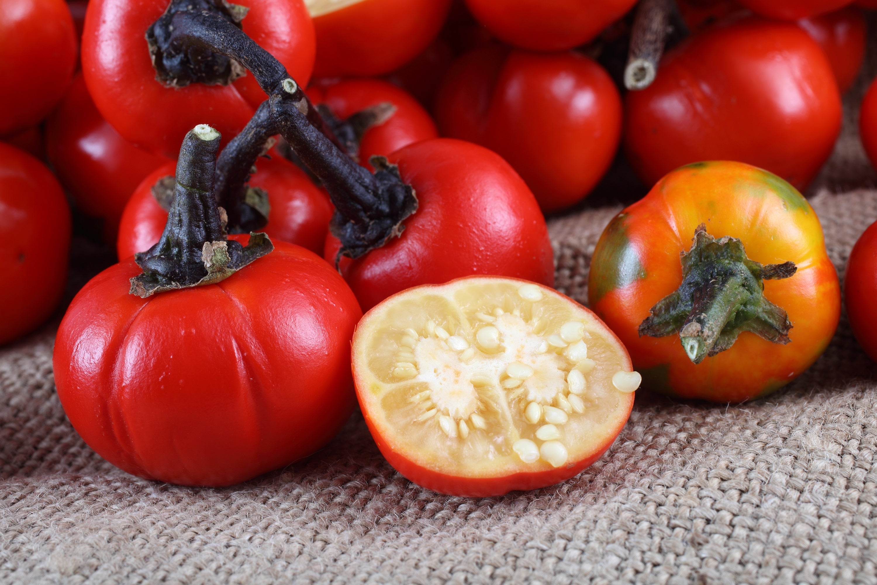 25 TURKISH ORANGE EGGPLANT Scarlet Solanum Aethiopicum Fruit Vegetable Seeds