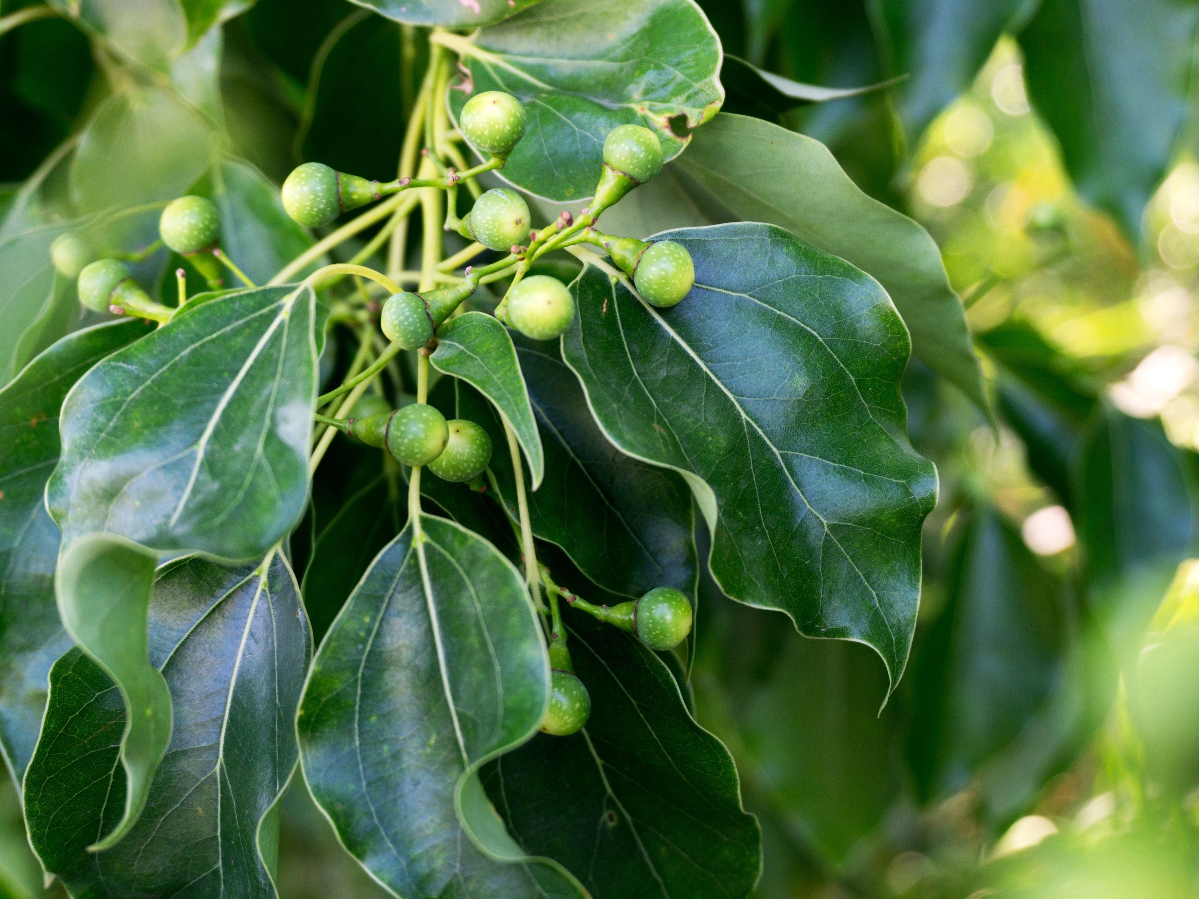 5 CAMPHOR TREE Laurel Cinnamomum Camphora Camphorwood White Flower Black Seeds