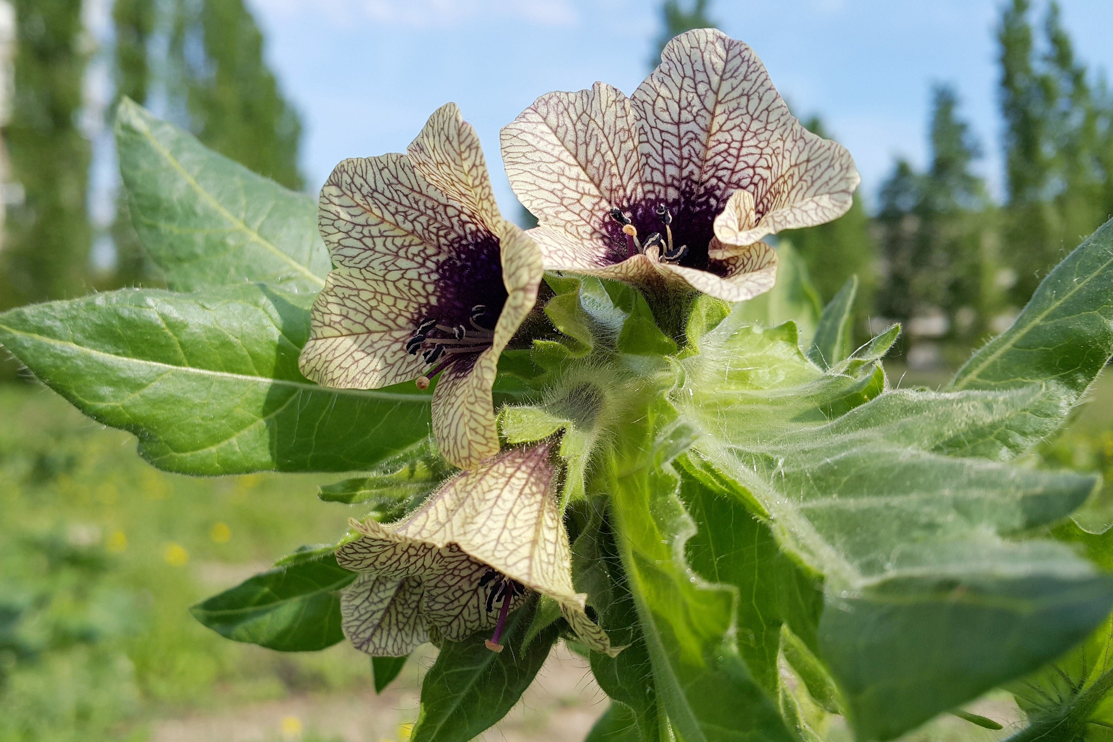 200 Black HENBANE Nightshade Hyoscyamus Niger Flower Seeds