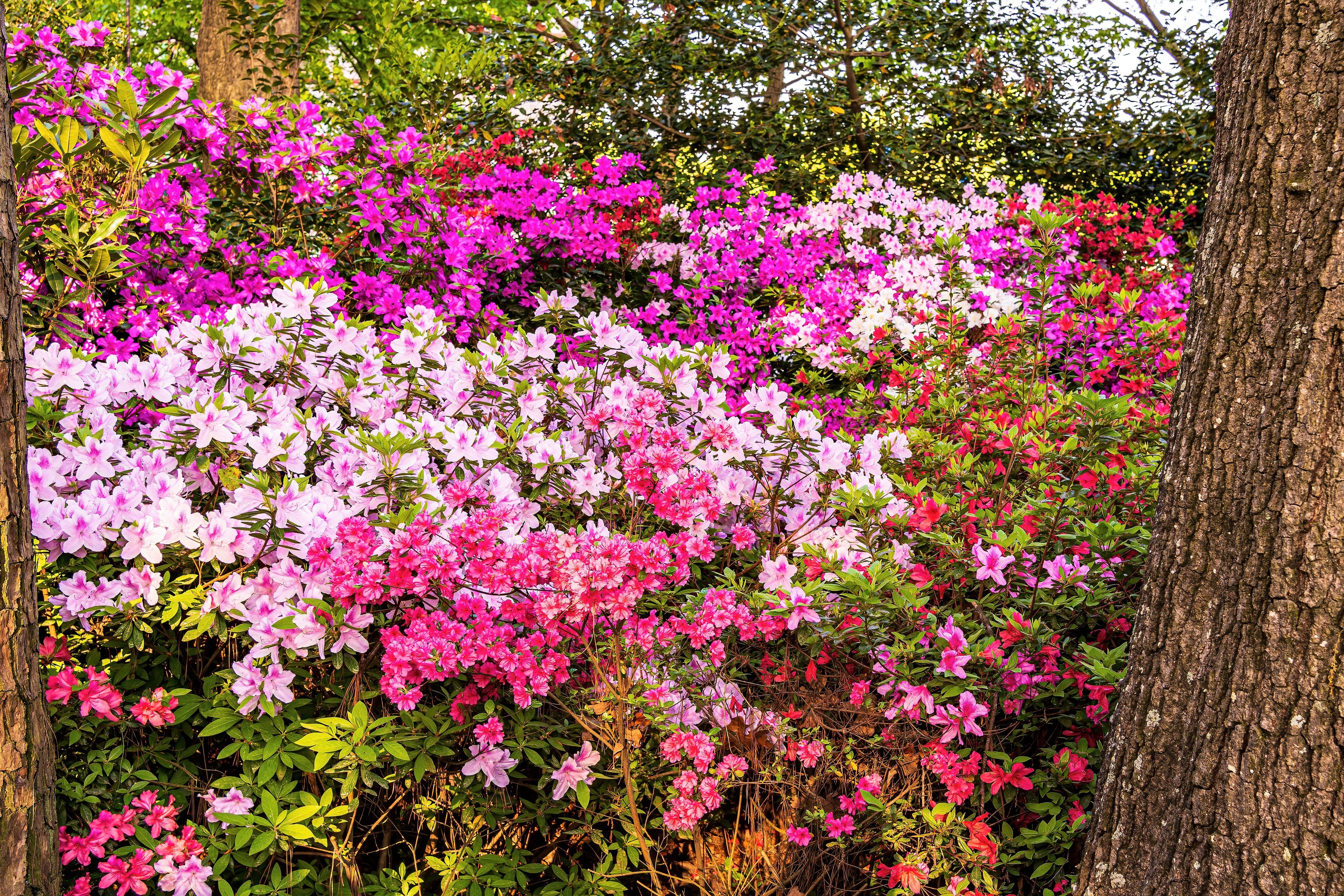 25 MIXED COLORS AZALEA Rhododendron spp. Red, Pink, Purple, White Flower Shade Bush Shrub Seeds