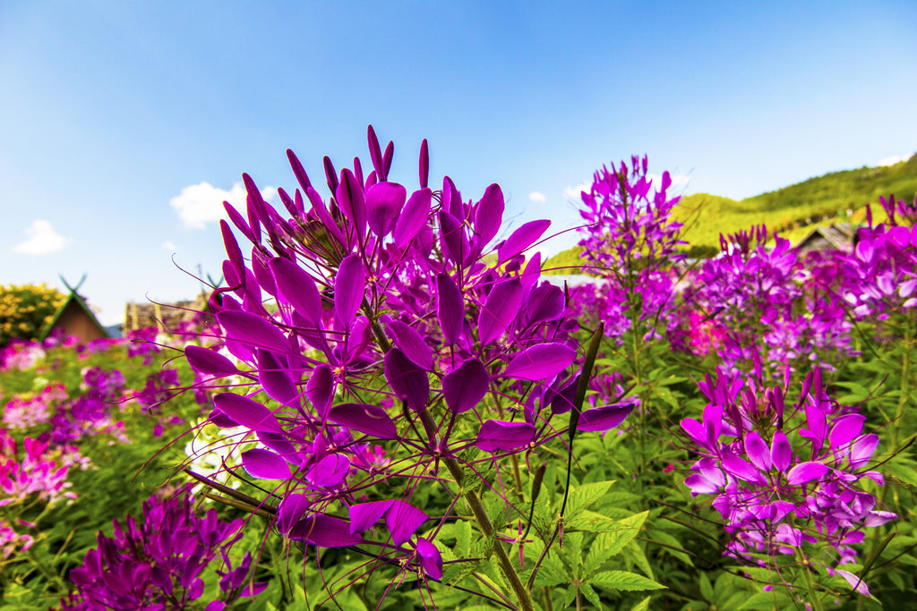 100 VIOLET QUEEN CLEOME Hassleriana Cleome Spinosa Purple Spider Flower Seeds