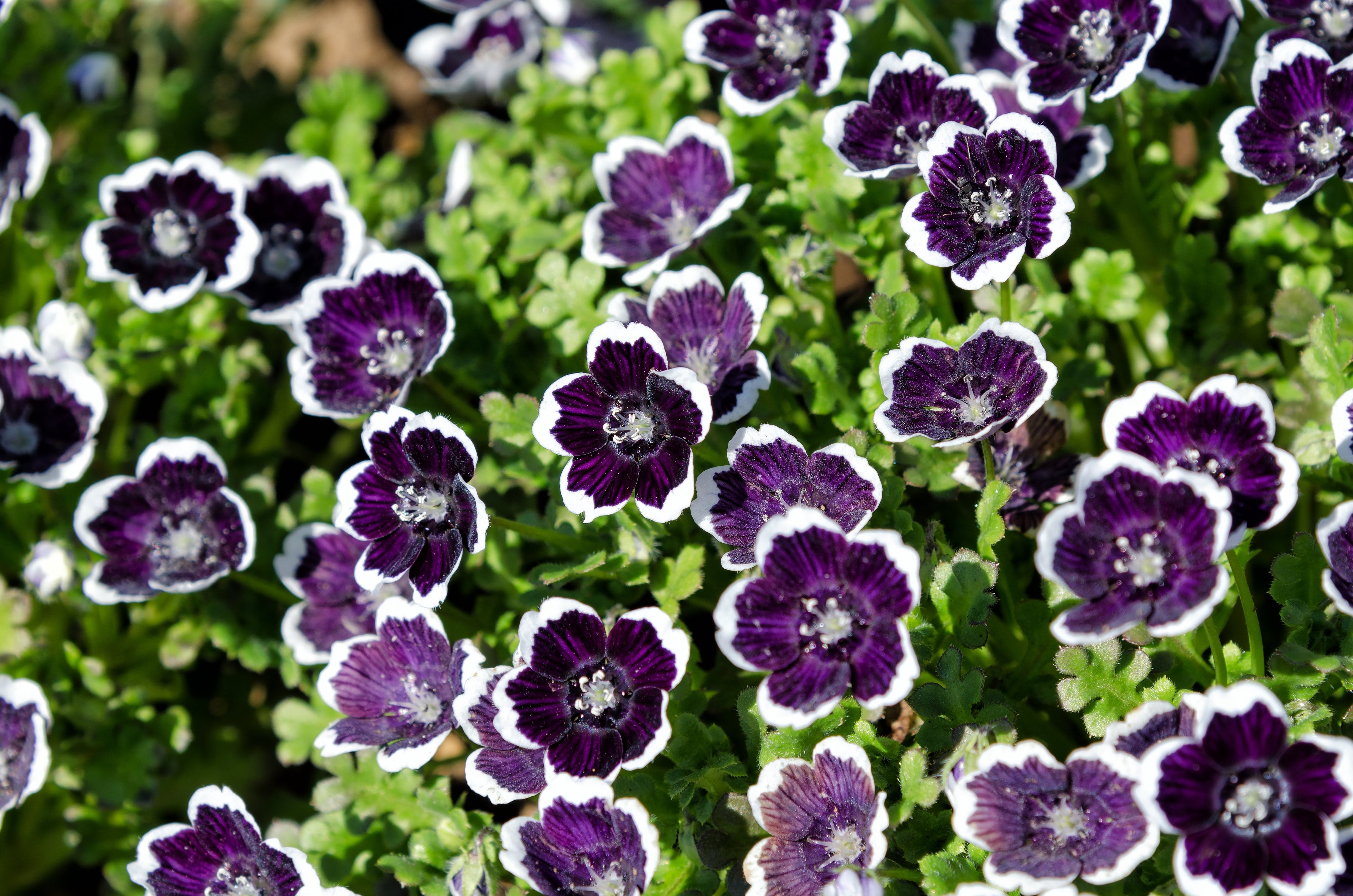 50 PENNIE BLACK - NEMOPHILA Discoidalis Penny White Flower Seeds