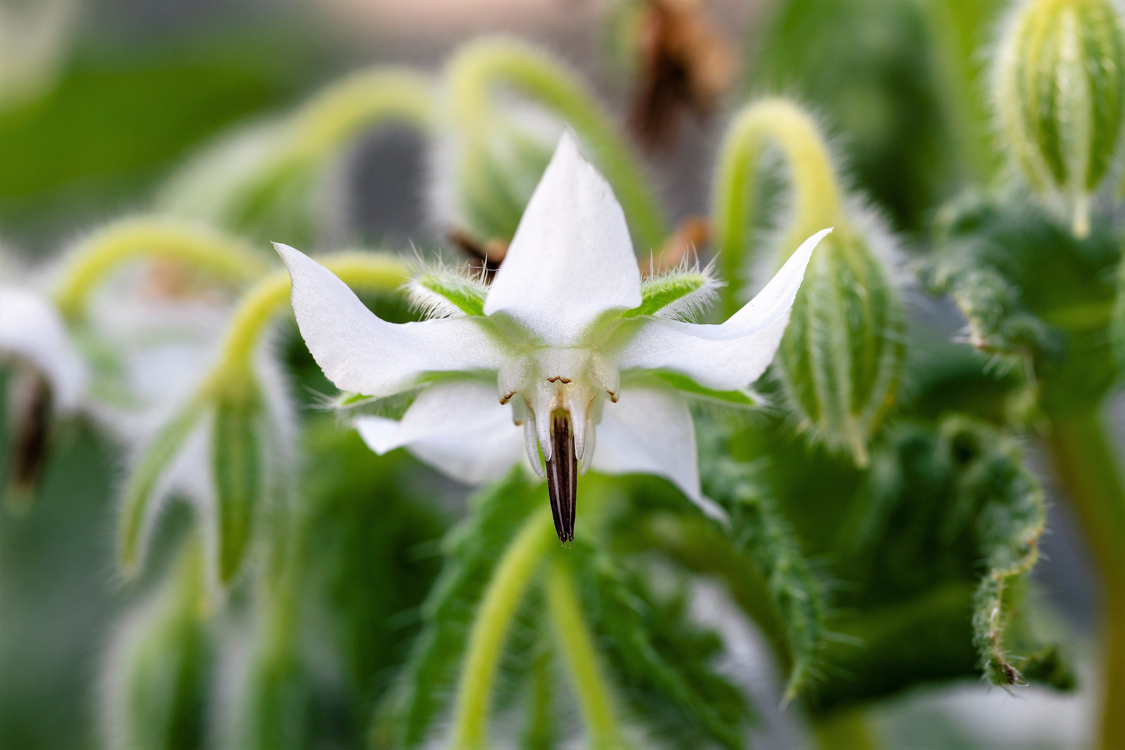50 WHITE BORAGE Borago Officinalis Bianca Herb Flower Seeds