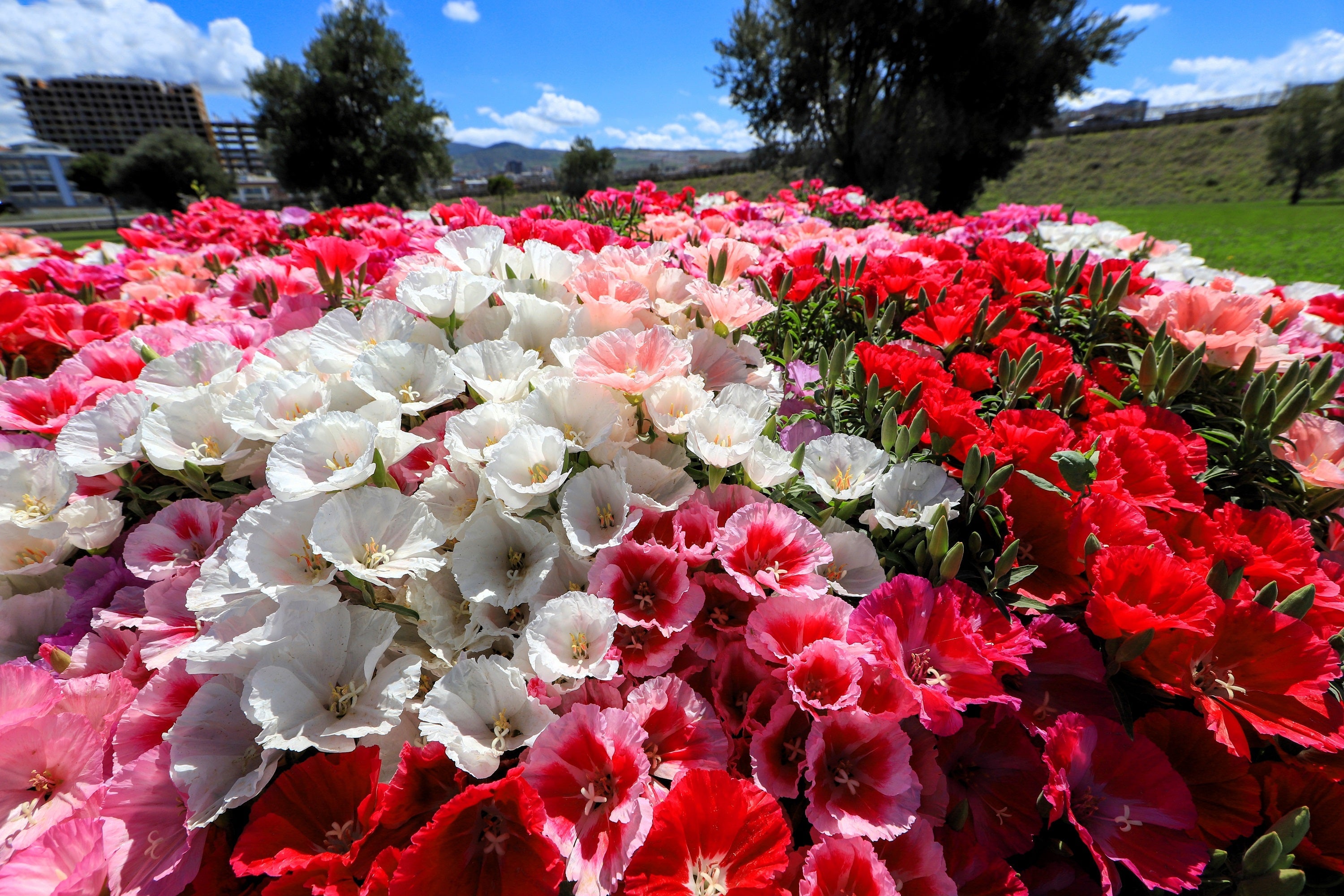500 MIXED COLORS GODETIA Clarkia Amoena Flower Seeds