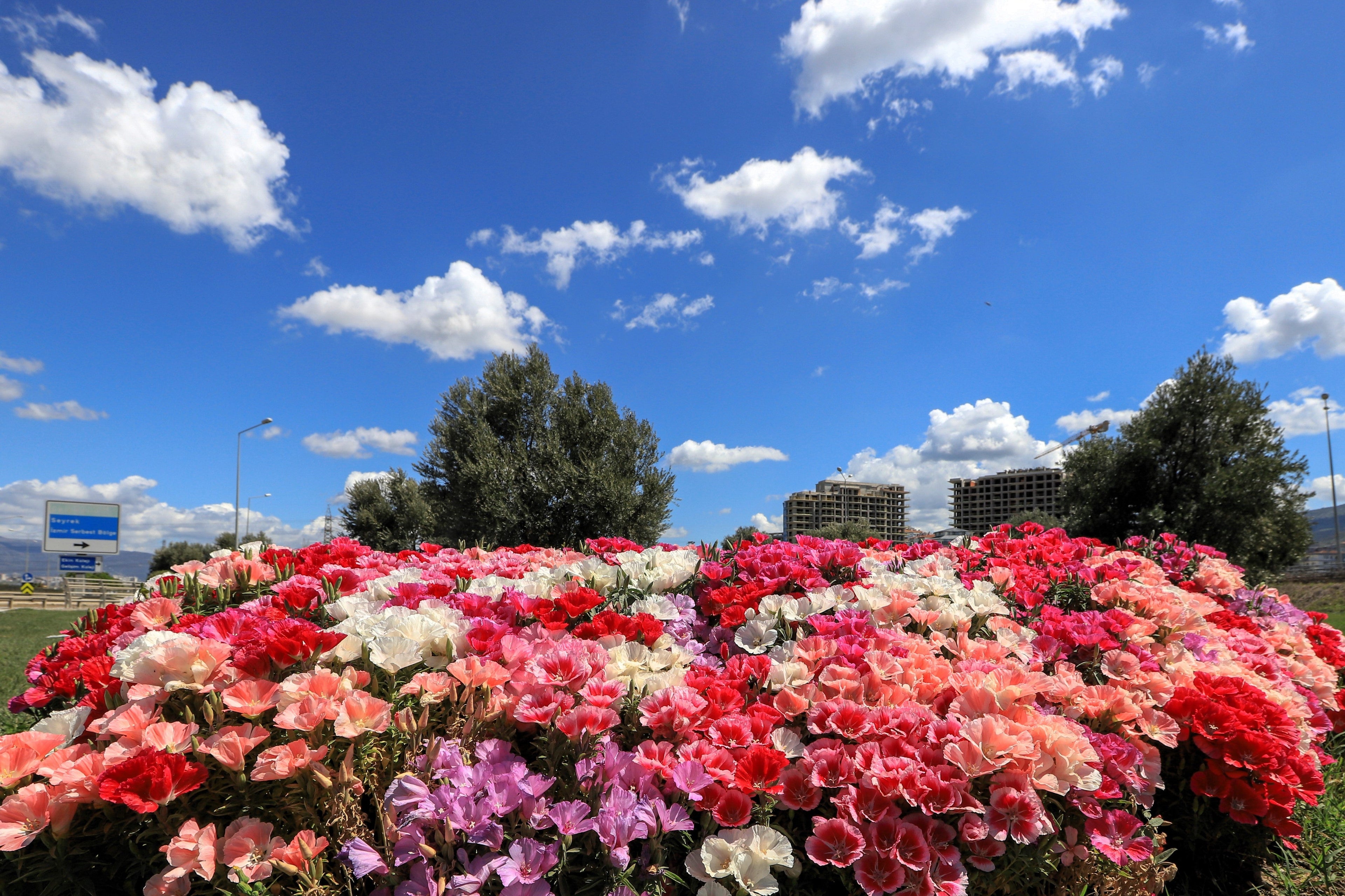 500 MIXED COLORS GODETIA Clarkia Amoena Flower Seeds