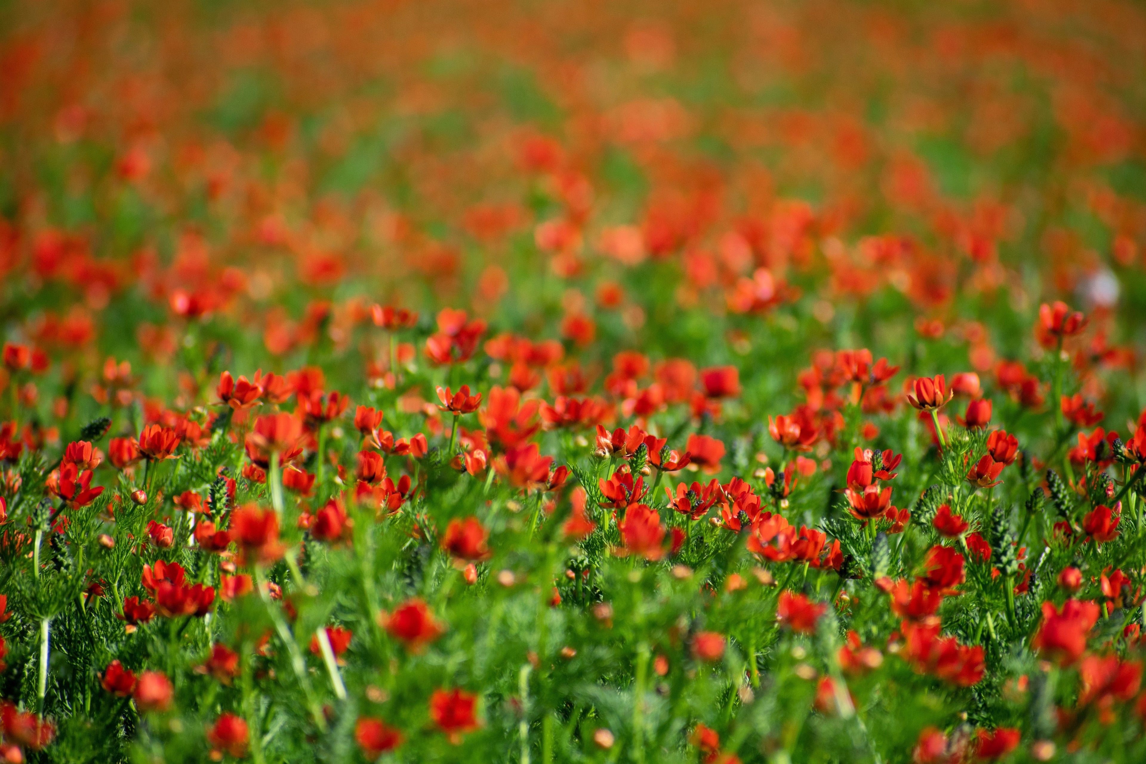 10 ADONIS PHEASANTS EYE Adonis Aestivalis Red & Black Flower Seeds