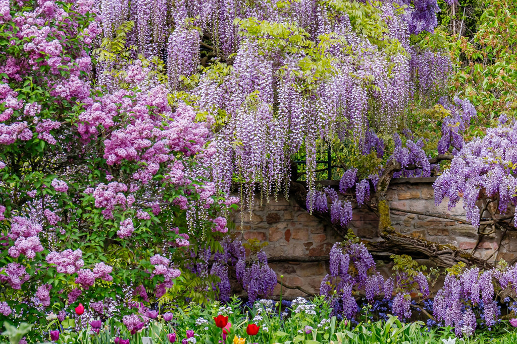 5 JAPANESE WISTERIA Floribunda Flower Purple Ornamental Vine Climber Seeds