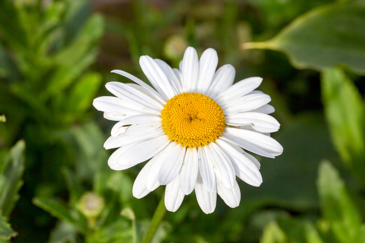 Dwarf Max 1000 DWARF White SHASTA DAISY Chrysanthemum Maximum Flower Seeds – Nate ...