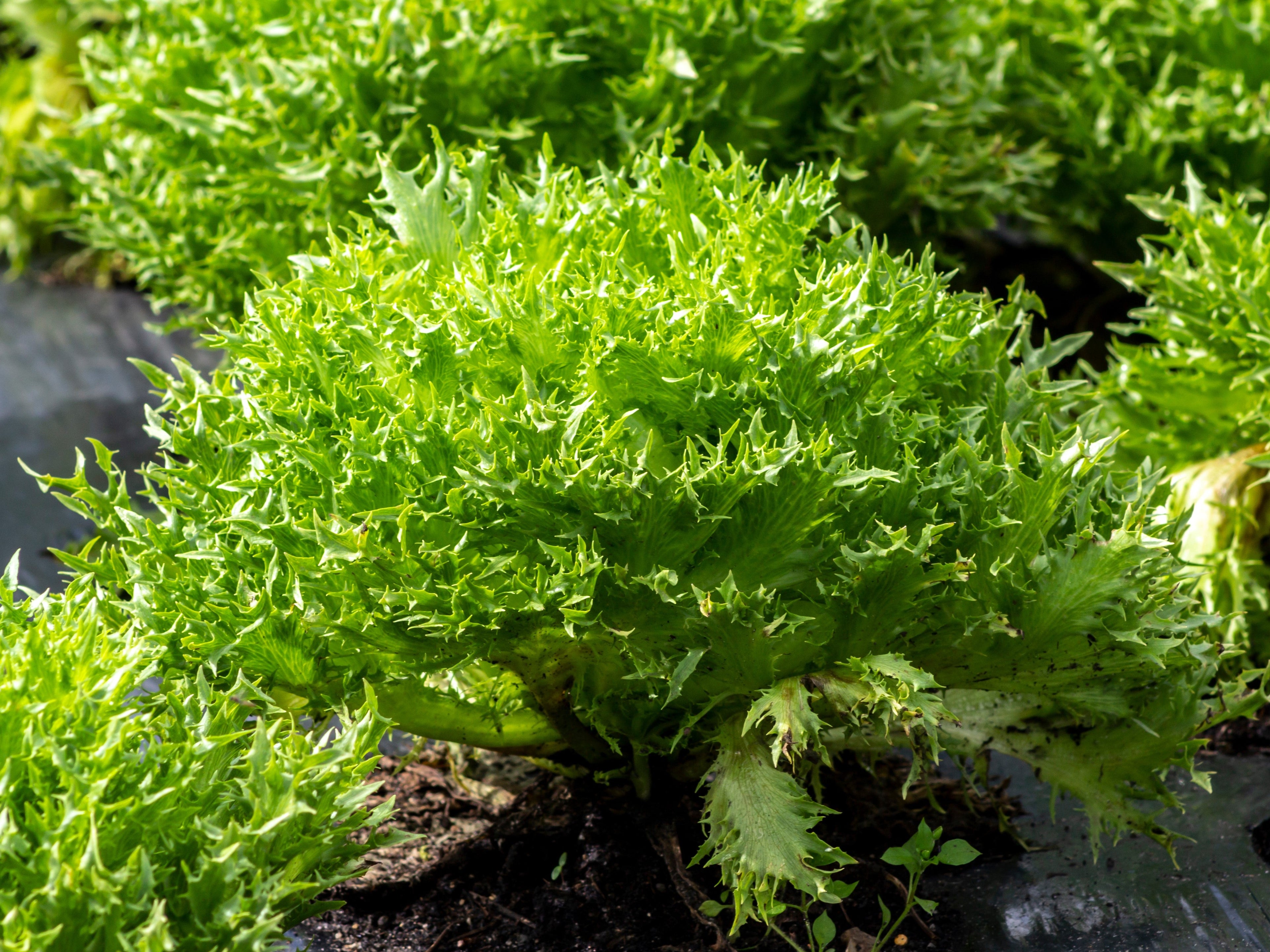 3000 GREEN CURLED ENDIVE (Frisée / Salad Endive / Moss Curled Endive / Escarole) Cichorium Endivia Vegetable Seeds