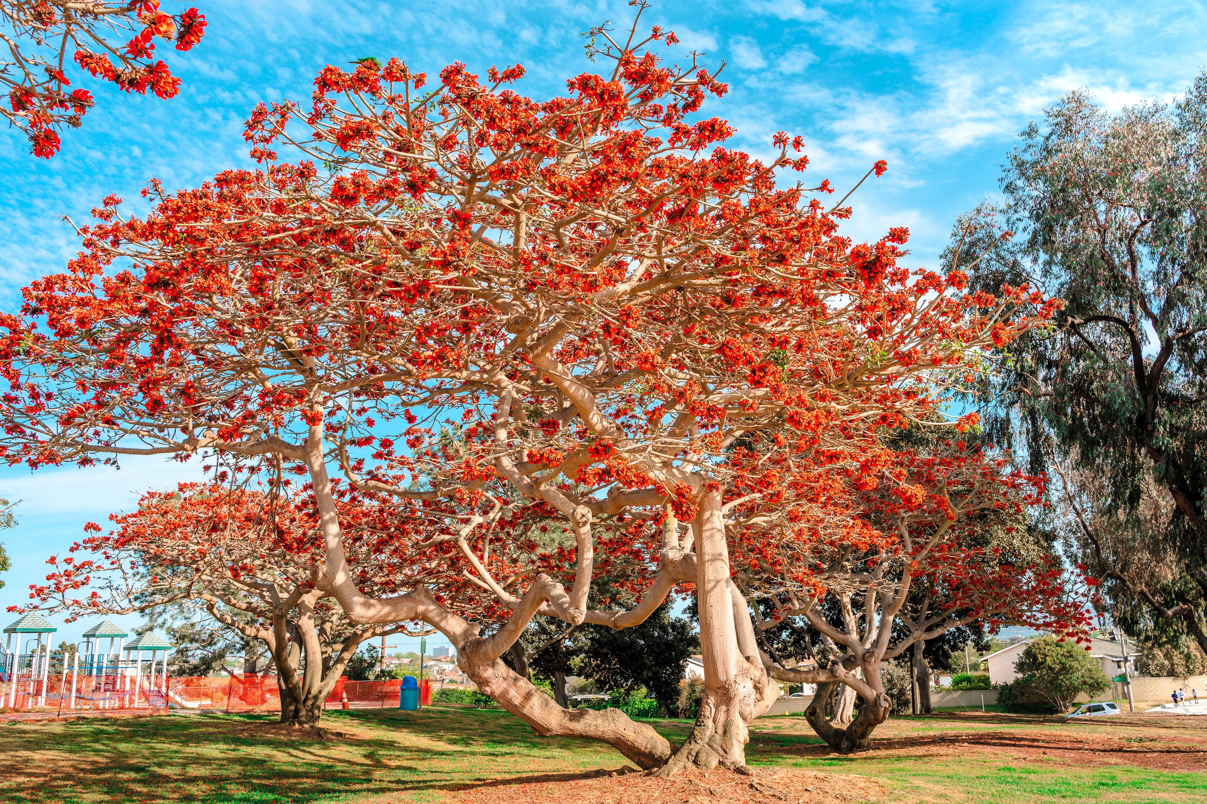 10 RED SILK COTTON Tree Bombax Ceiba Kapok Tropical Flower Seeds