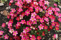 50 FLORAL CARPET SAXIFRAGA Arendsii Rose Pink Mossy Rockfoil Evergreen Flower Seeds