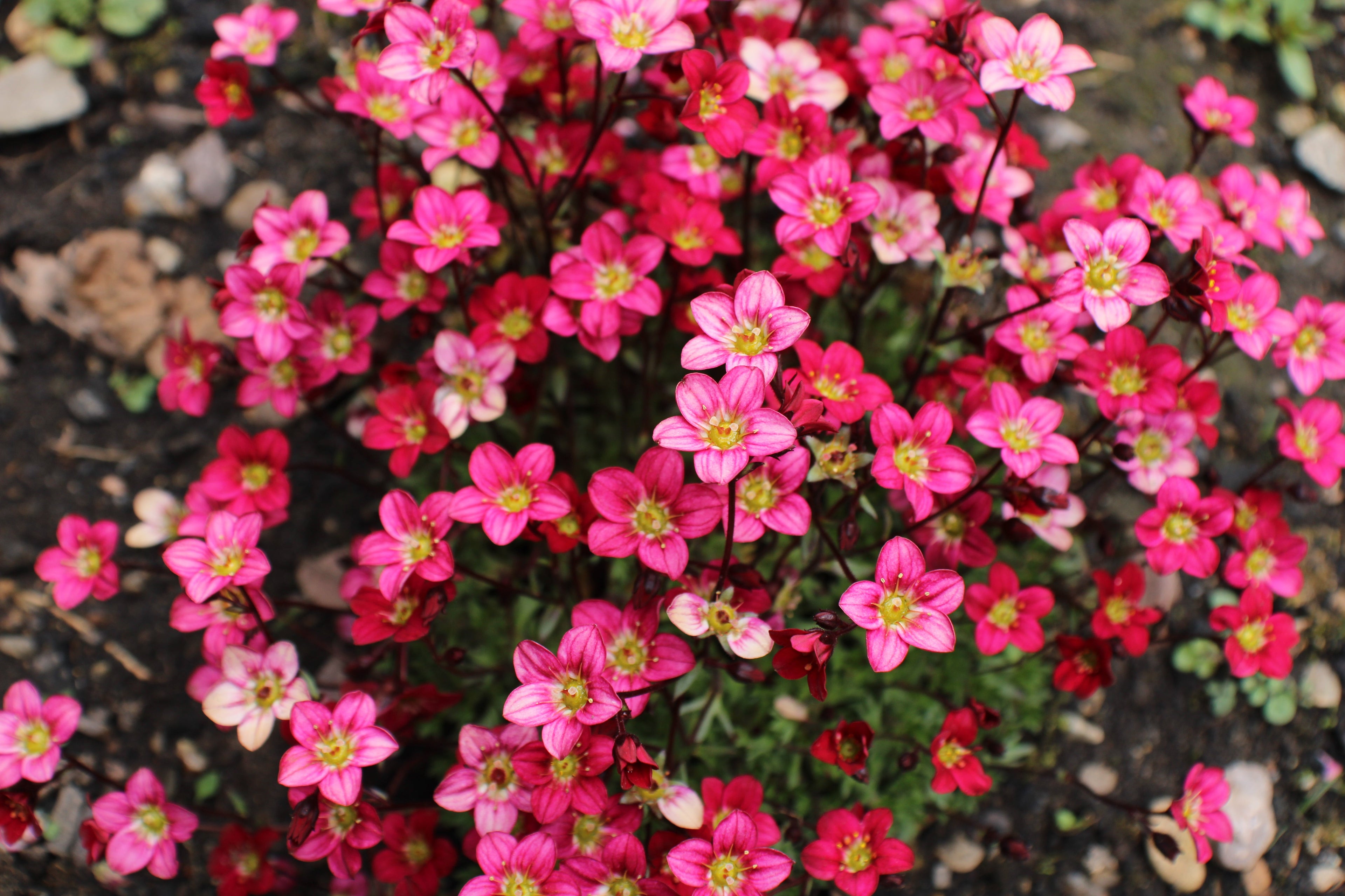 50 FLORAL CARPET SAXIFRAGA Arendsii Rose Pink Mossy Rockfoil Evergreen Flower Seeds
