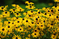 2000 BLACK EYED SUSAN Rudbeckia Hirta Yellow Heirloom Native Flower Seeds