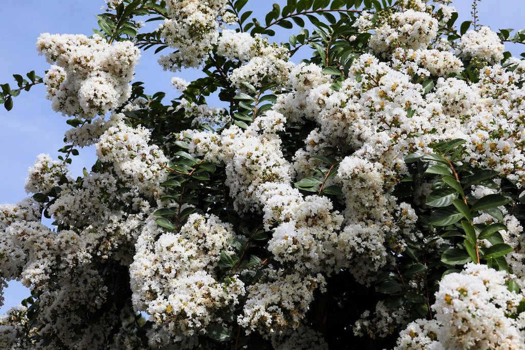 50 MIXED CREPE MYRTLE Lagerstroemia Indica Tree Shrub Crape  6 Color Mix - Red, Purple, Light Pink, Dark Pink, White, & Lilac Flower Seeds