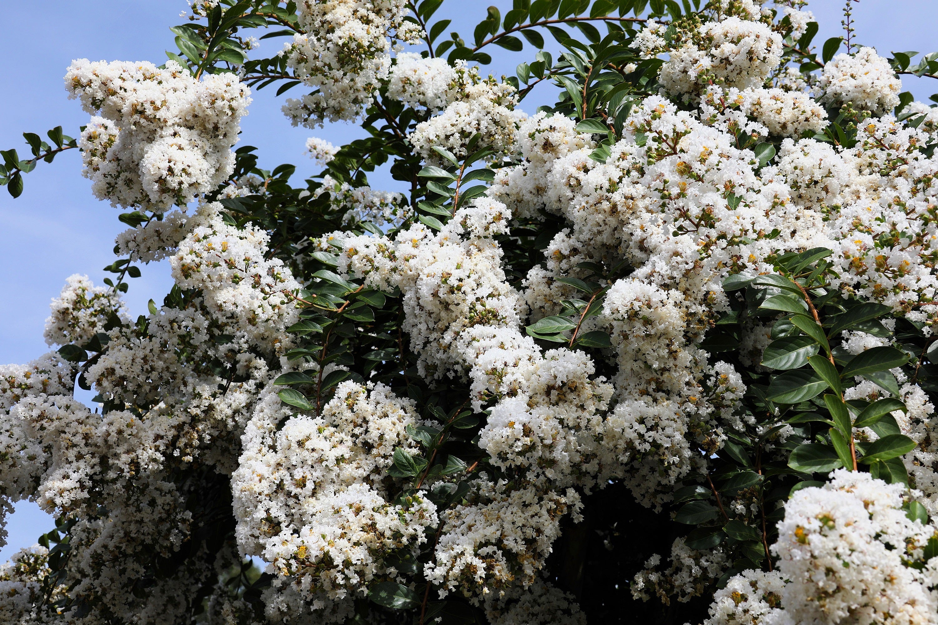 50 MIXED CREPE MYRTLE Lagerstroemia Indica Tree Shrub Crape  6 Color Mix - Red, Purple, Light Pink, Dark Pink, White, & Lilac Flower Seeds