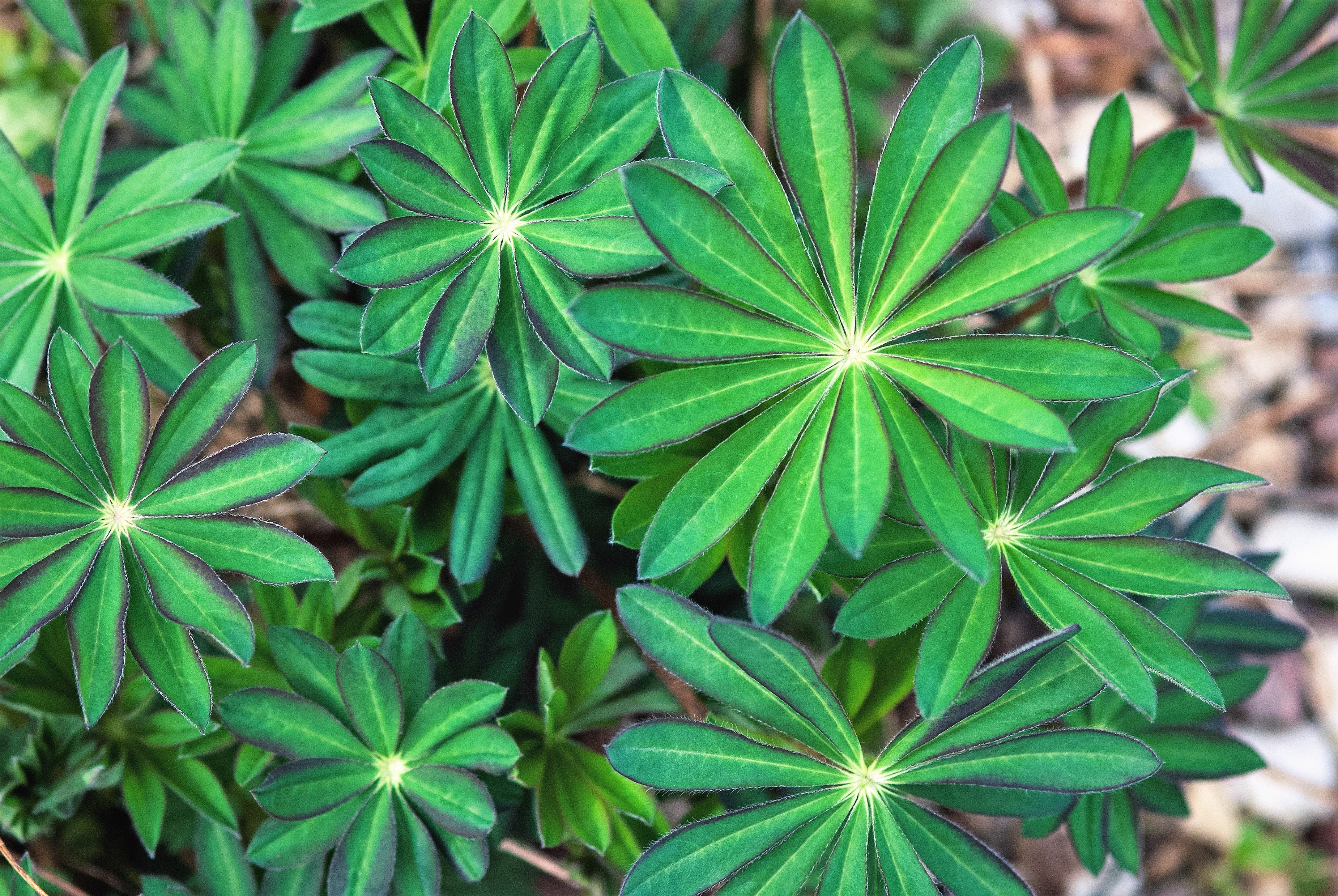 75 Mixed Colors RUSSELL LUPINE (Streamside, Bigleaf, Garden, or Washington Lupine) Lupinus Polyphyllus Flower Seeds
