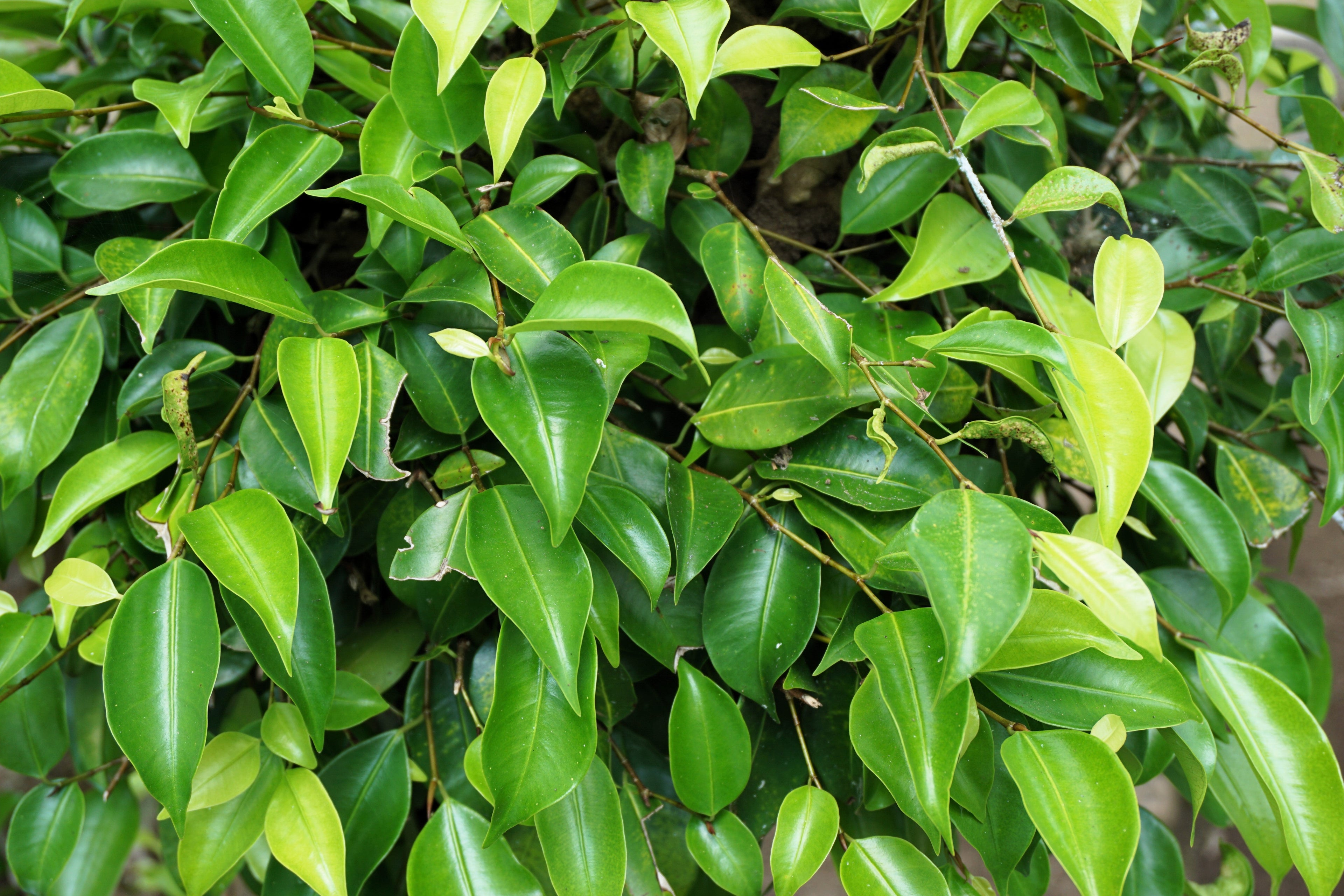50 WEEPING FIG Ficus Benjamina Benjamin Indian Rubber Tree Houseplant Seeds