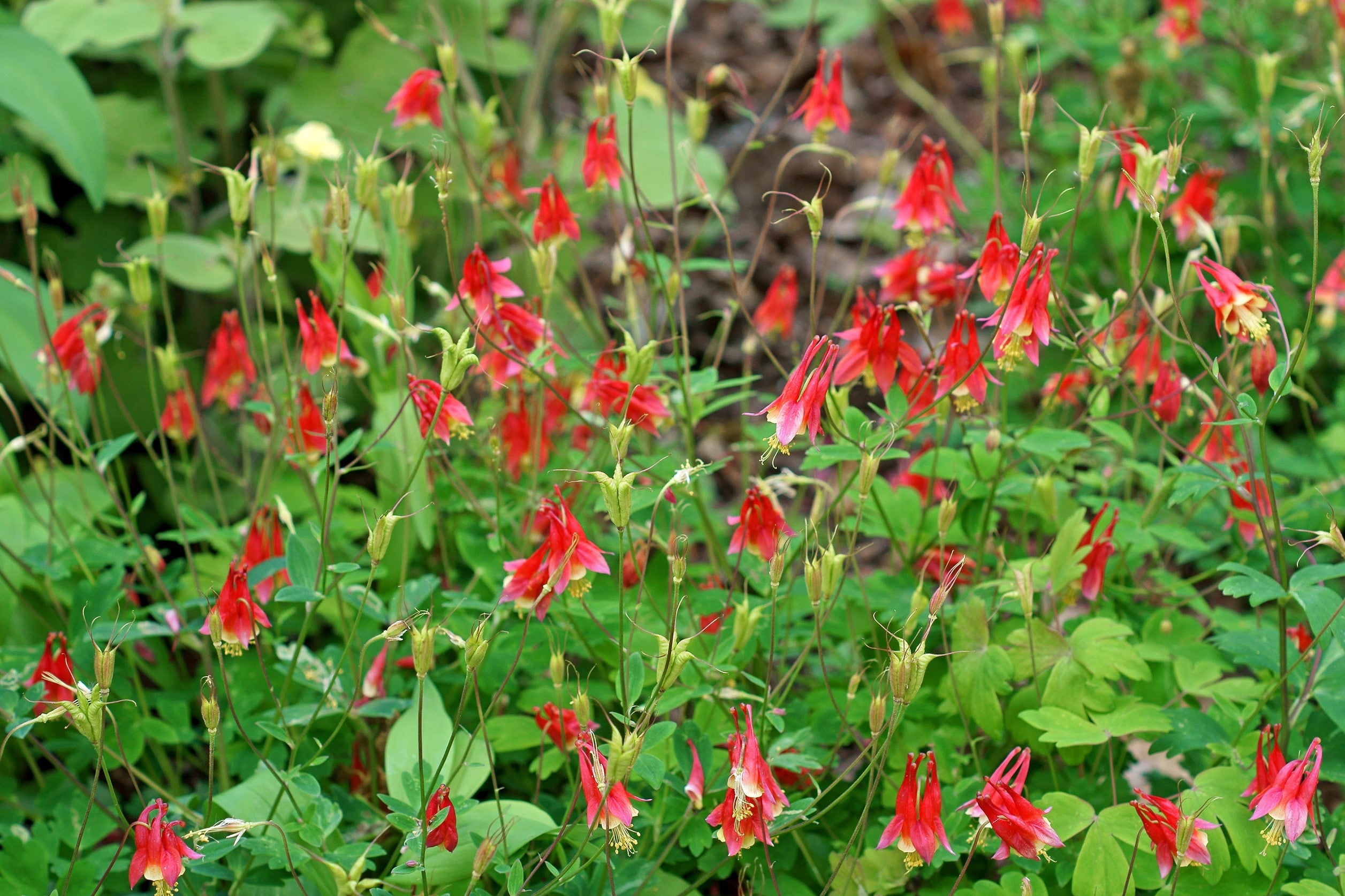100 WILD/ CANADIAN COLUMBINE Aquilegia Canadensis Flower Seeds