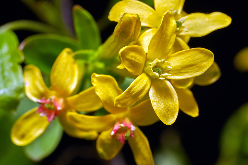 20 GOLDEN CURRANT SHRUB Black Fruit Yellow Flower Ribes Chrysobotrya Aurea Seeds