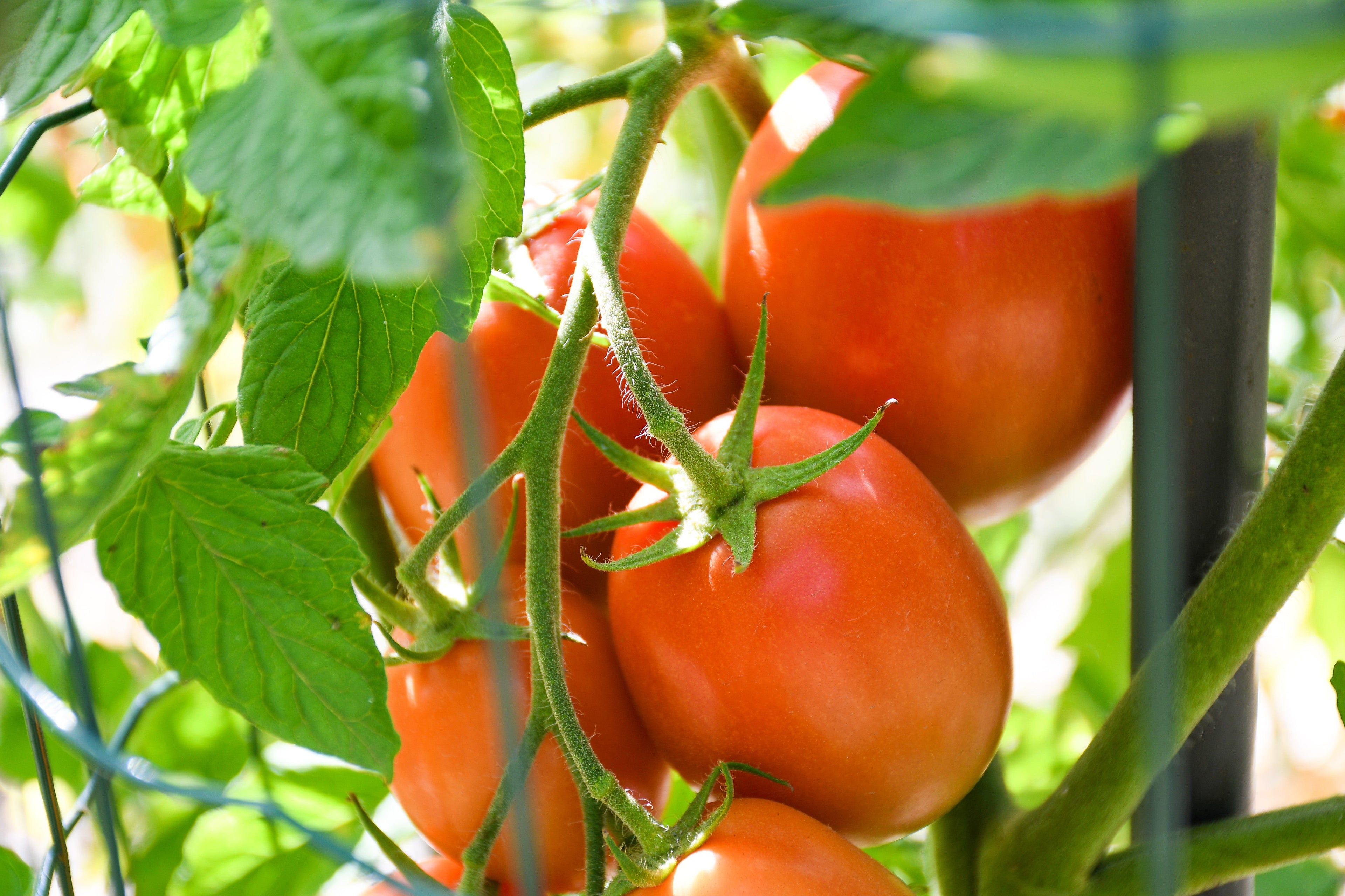 500 ITALIAN ROMA TOMATO Lycopersicon Lycopersicum Fruit Vegetable Seeds