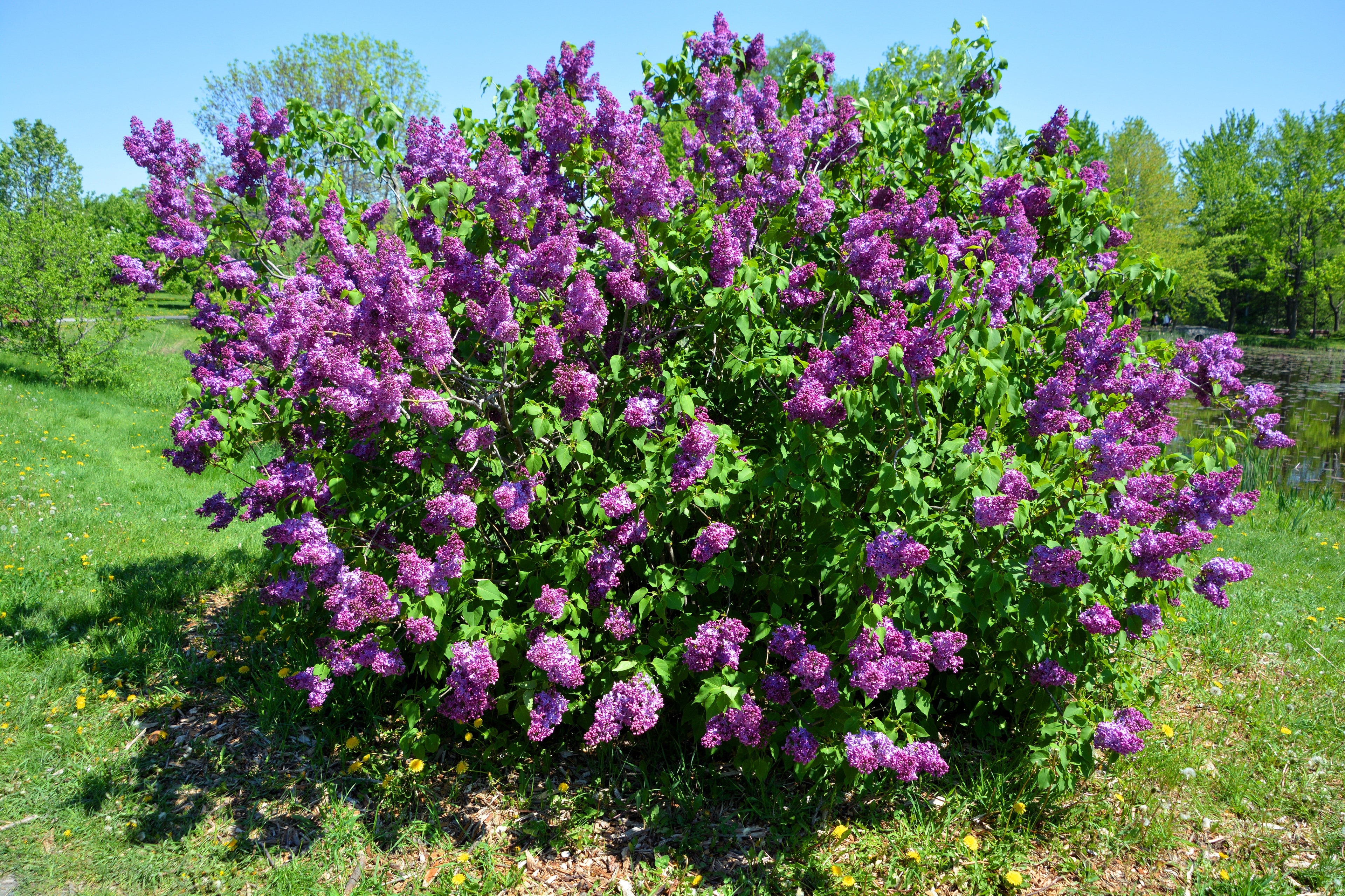25 FRENCH / Old FASHIONED LILAC Syringa Vulgaris Flower Shrub Bush Seeds