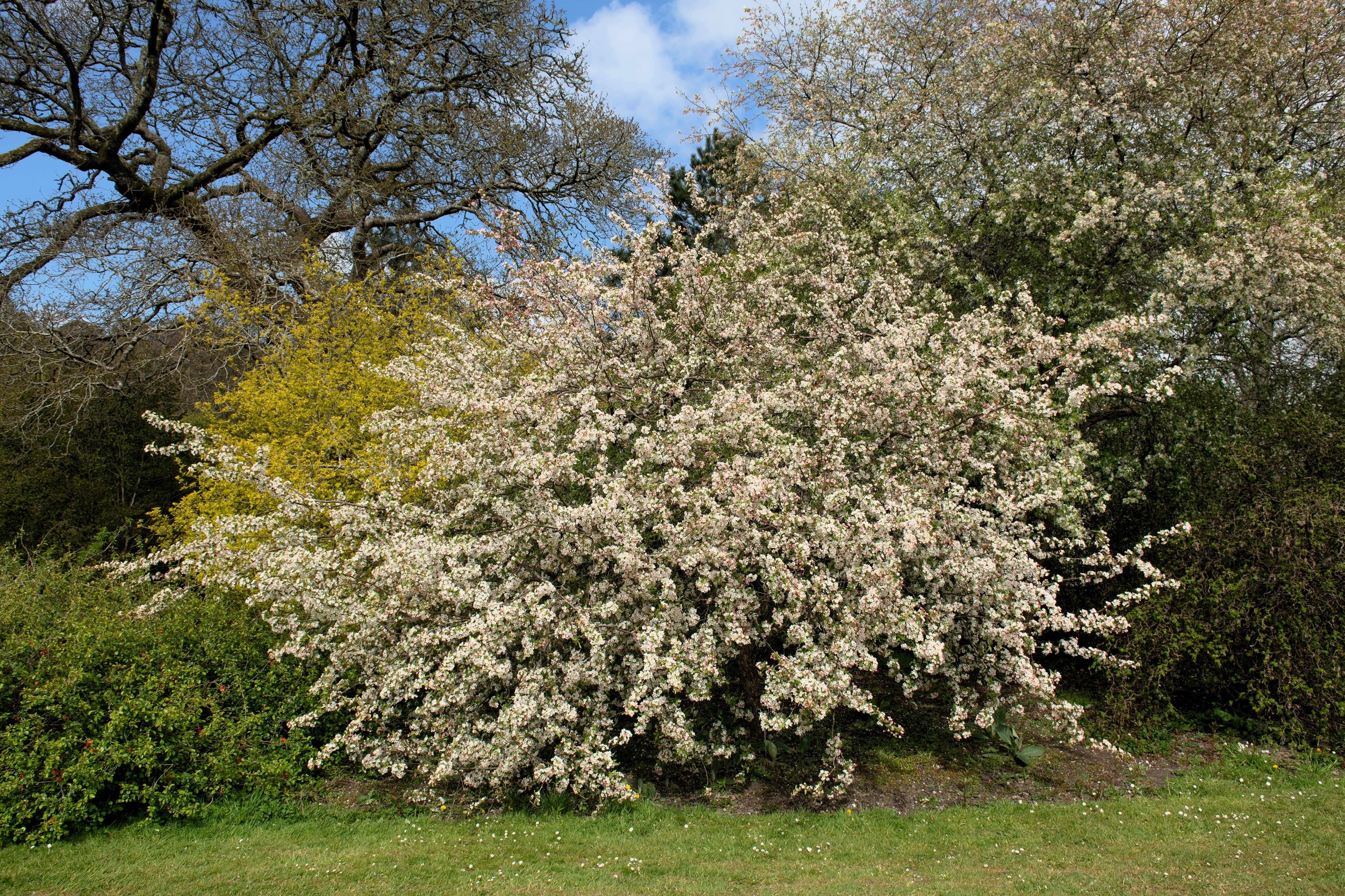 30 Sargent CRAB APPLE Shrub Hummingbird Flower White Red Malus Sargentii Seeds