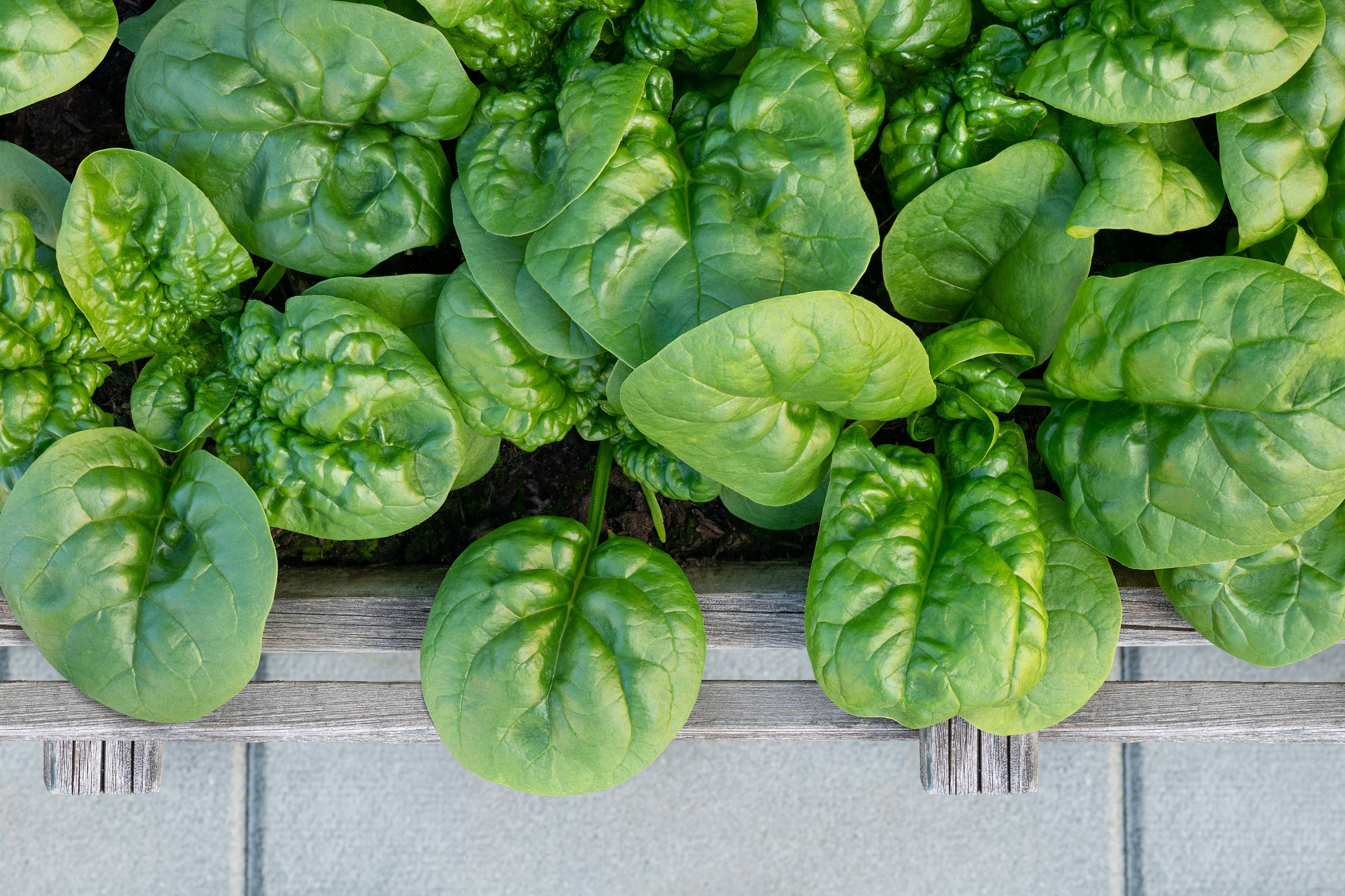 1500 BLOOMSDALE SPINACH Spinacia Oleracea Vegetable Seeds