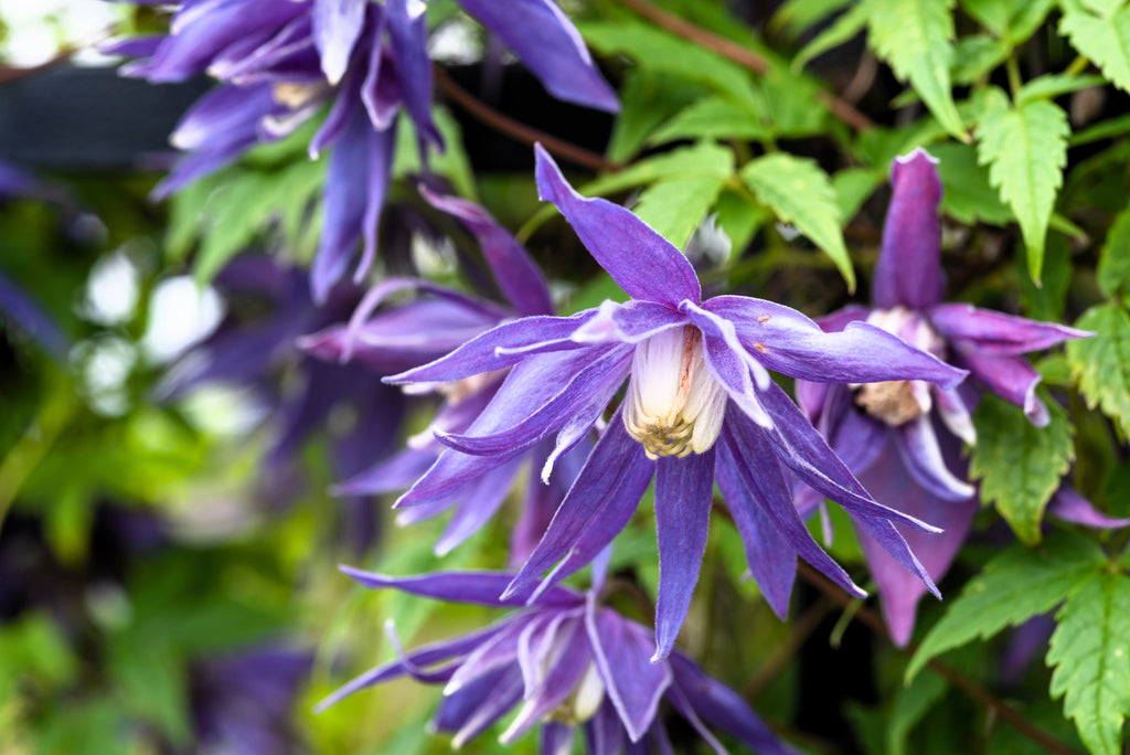 10 PURPLE ALPINE CLEMATIS Alpina Virgin's Bower Flower Vine Seeds
