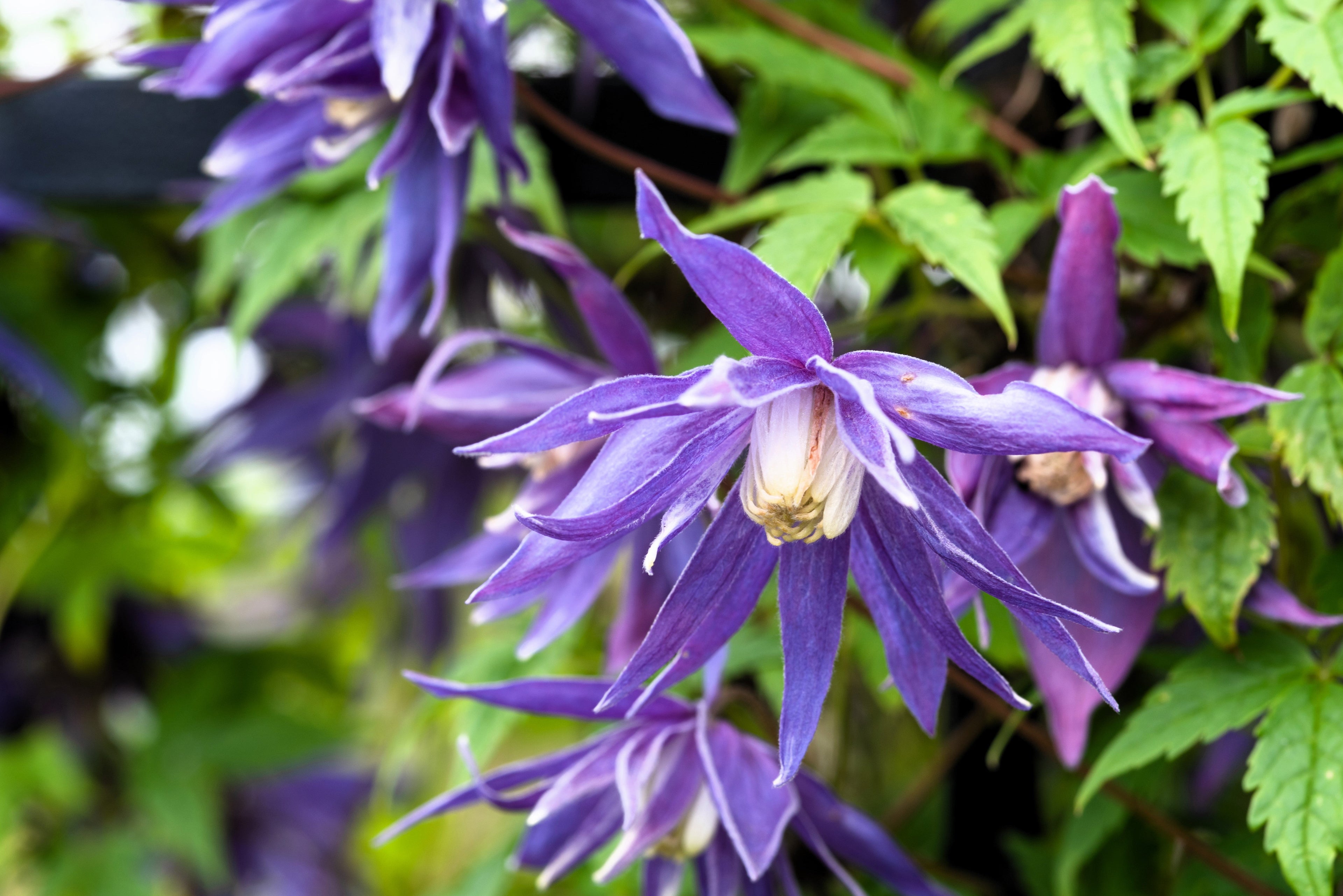 10 PURPLE ALPINE CLEMATIS Alpina Virgin's Bower Flower Vine Seeds