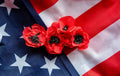 1000 Red AMERICAN LEGION (Corn / Shirley / Flanders) POPPY Papaver Rhoeas Flower Seeds