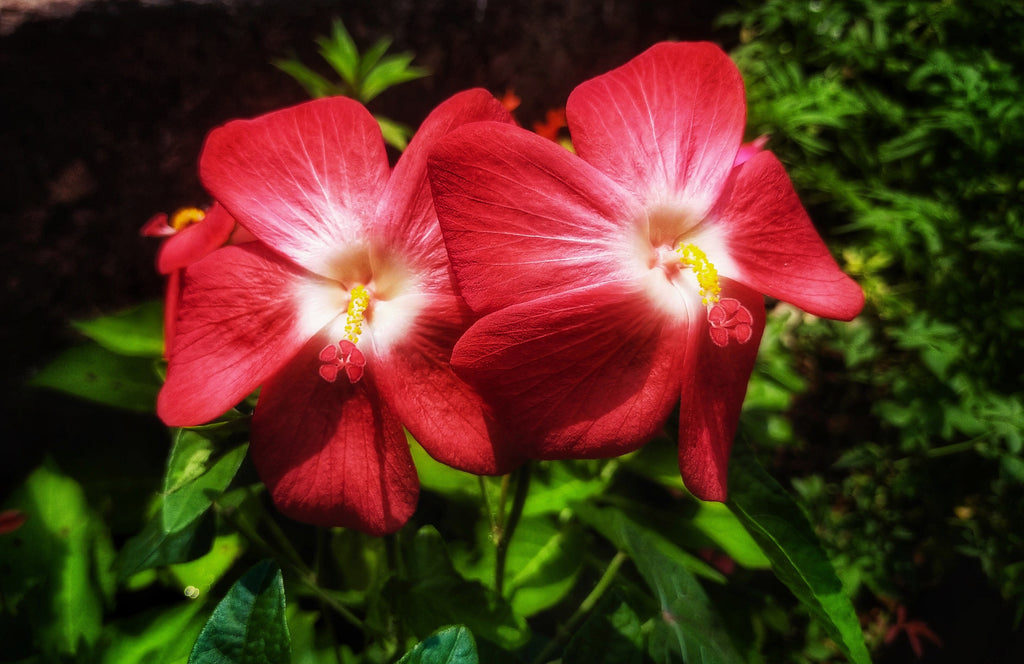 40 AMBRETTE / MUSK MALLOW Hibiscus Abelmoschus Moschatus Flower Seeds