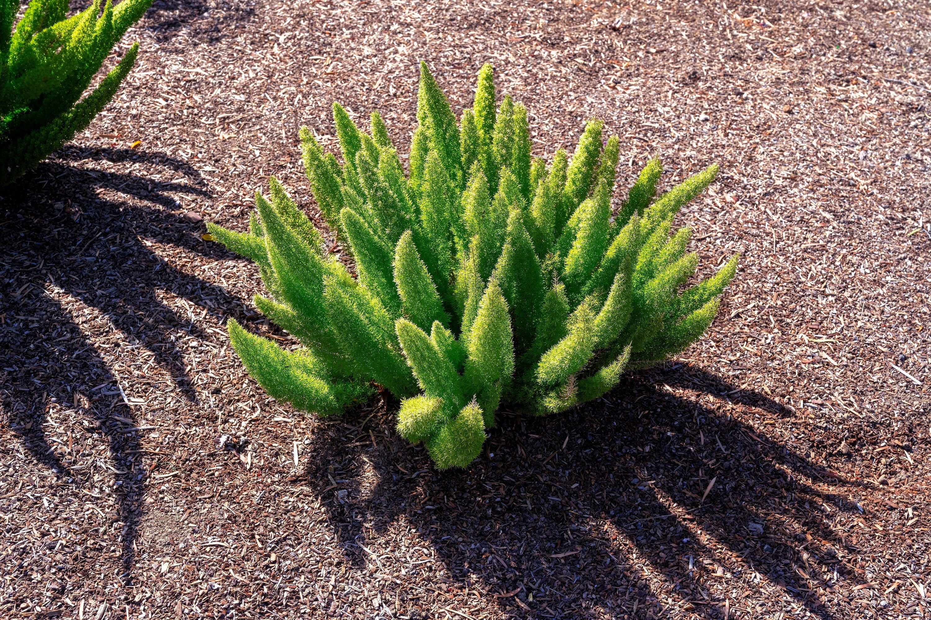 10 EMERALD ASPARAGUS FERN A. Densiflorus Mazeppa Houseplant Flower Seeds