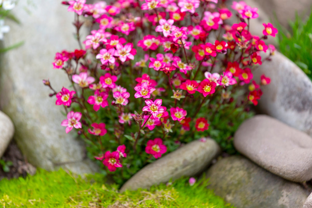 50 FLORAL CARPET SAXIFRAGA Arendsii Rose Pink Mossy Rockfoil Evergreen Flower Seeds