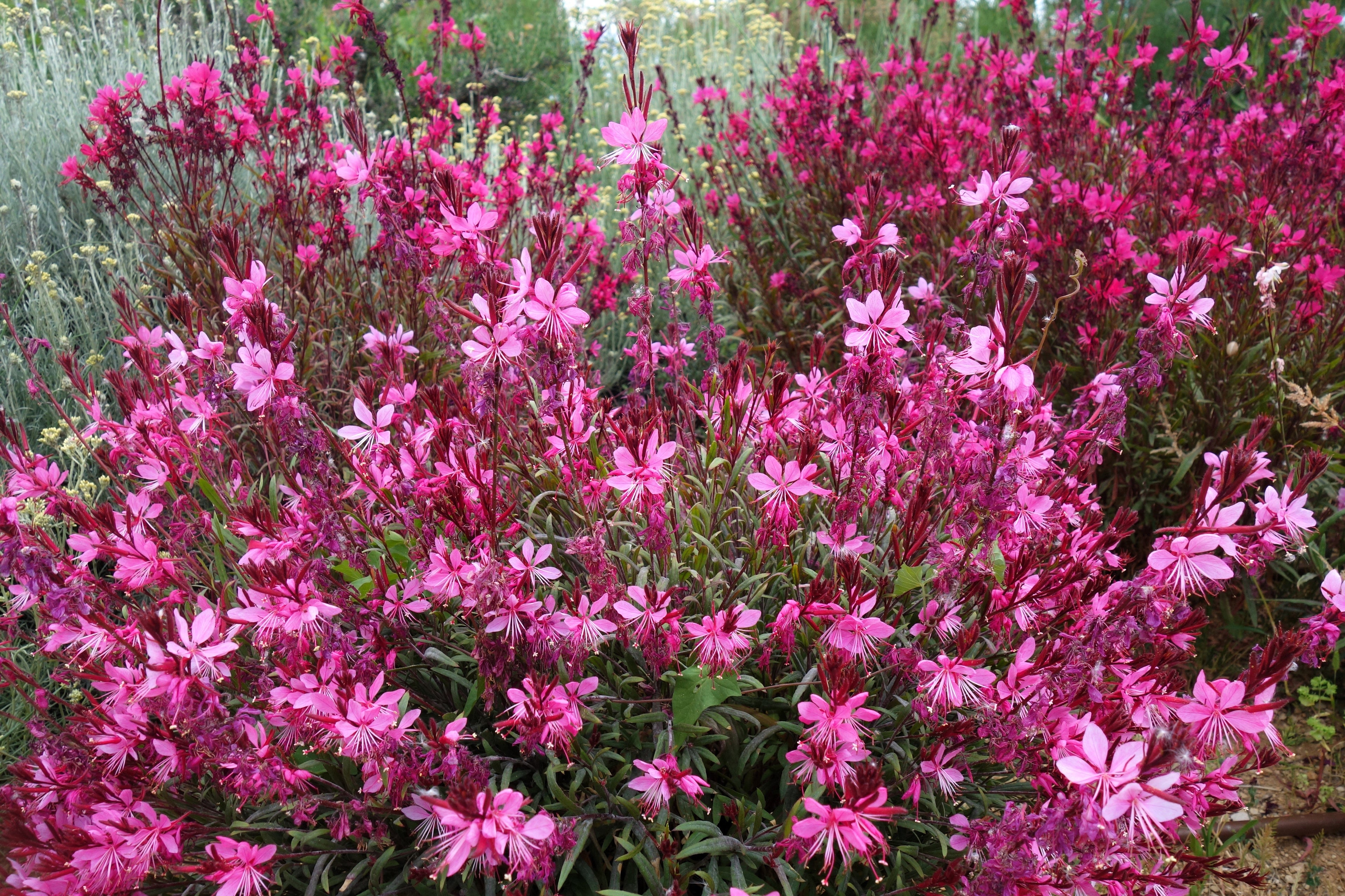 100 Pink GAURA WHIRLING BUTTERFLIES Gaura Biennis Flower Seeds